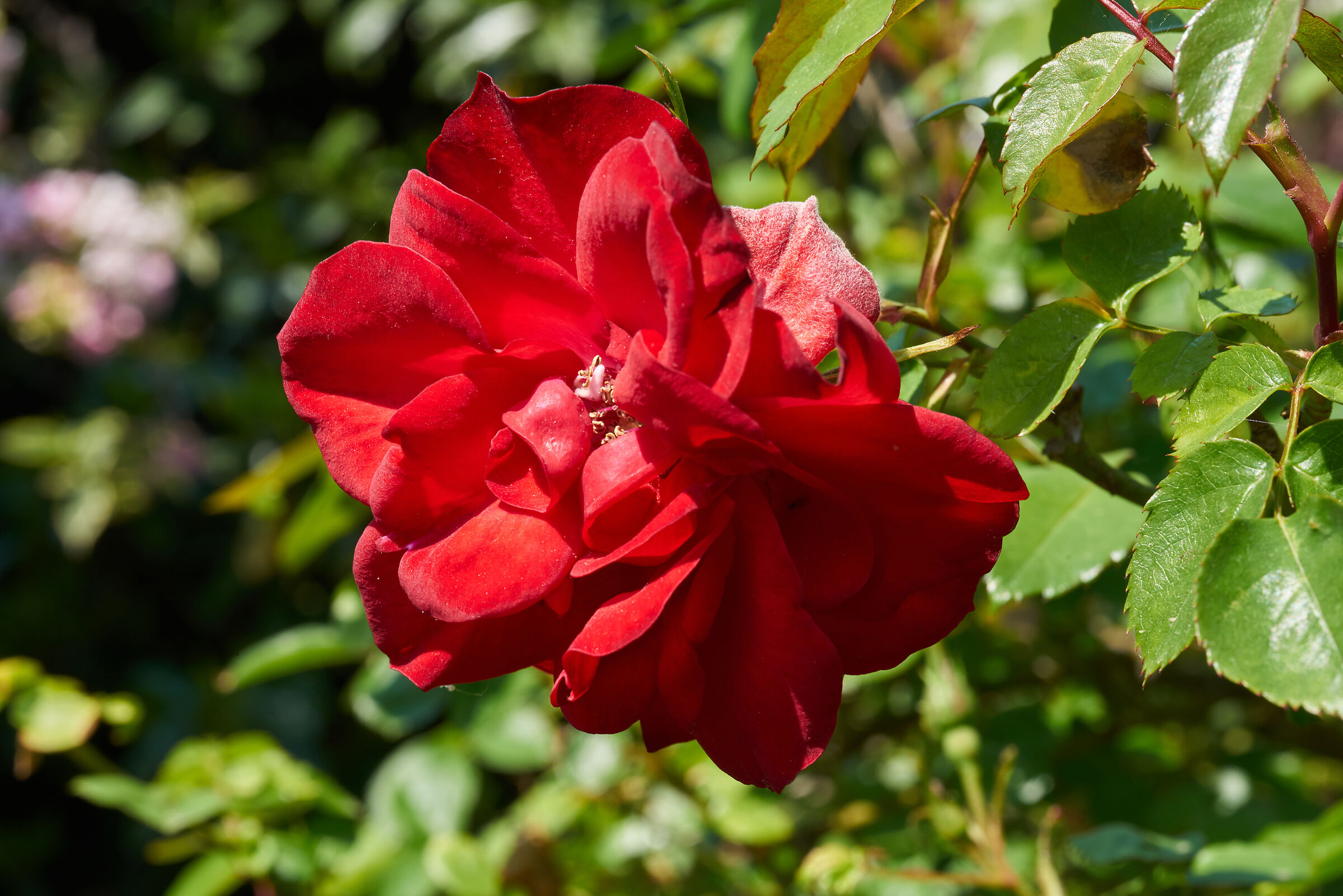 The House Rose