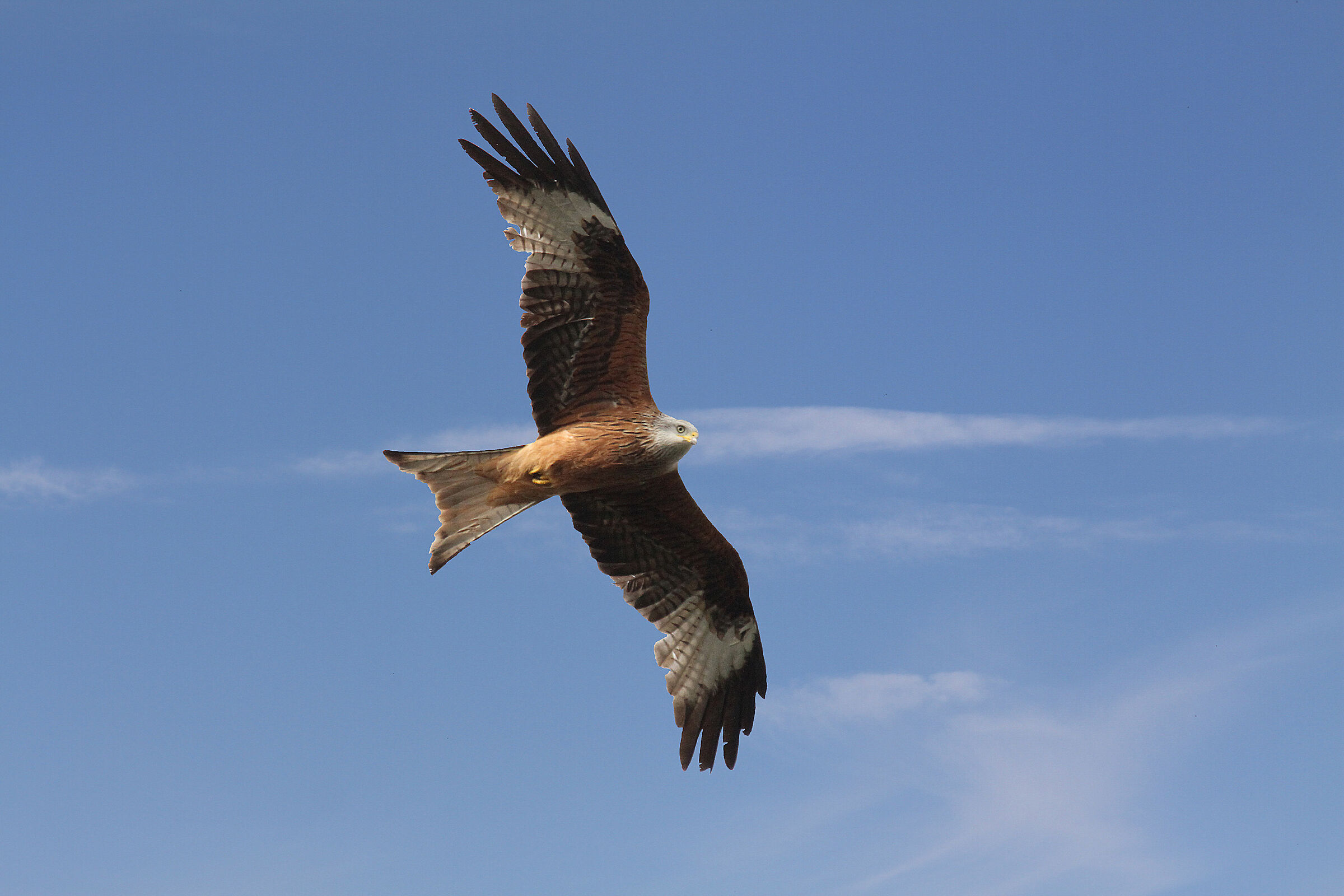 Real kite