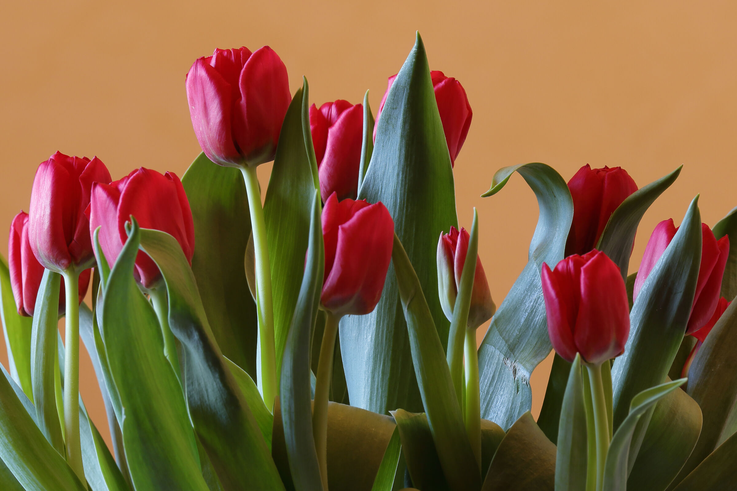 red tulips