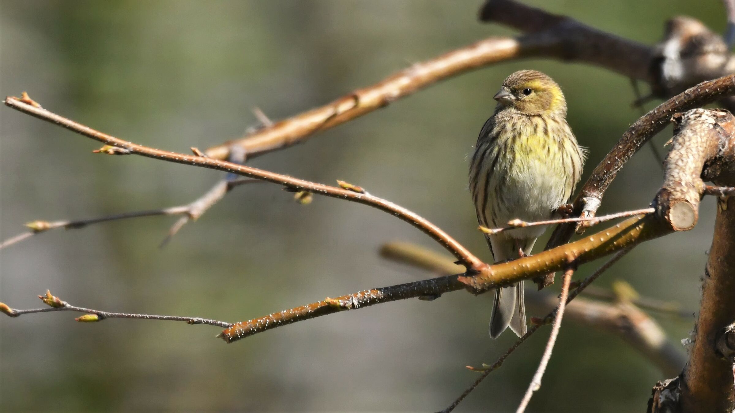 Ucherino in the garden
