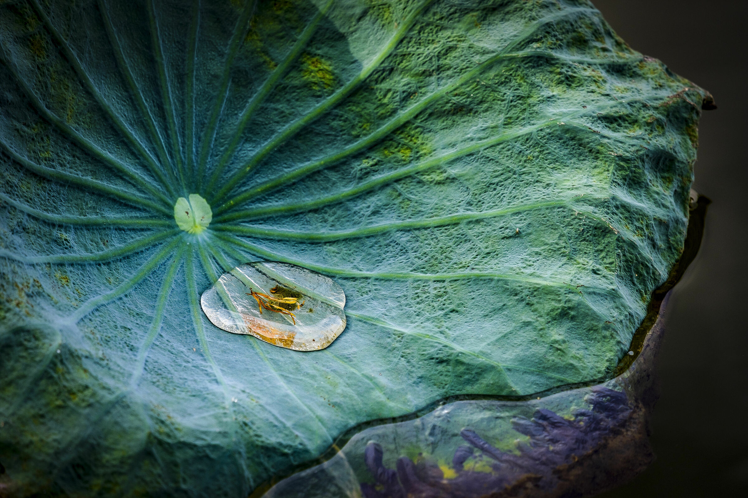 insetto nella goccia sulla foglia di loto