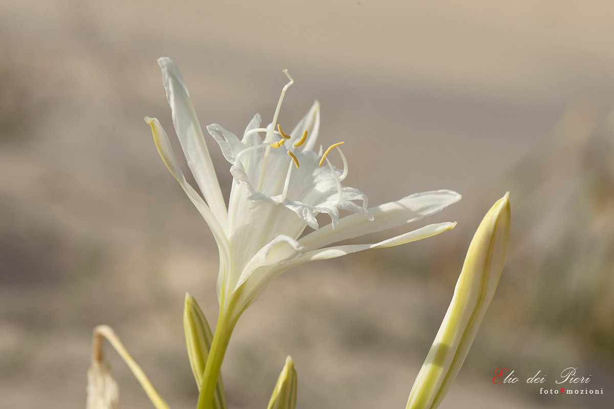 sea lily (Pancratium maritimum L.)