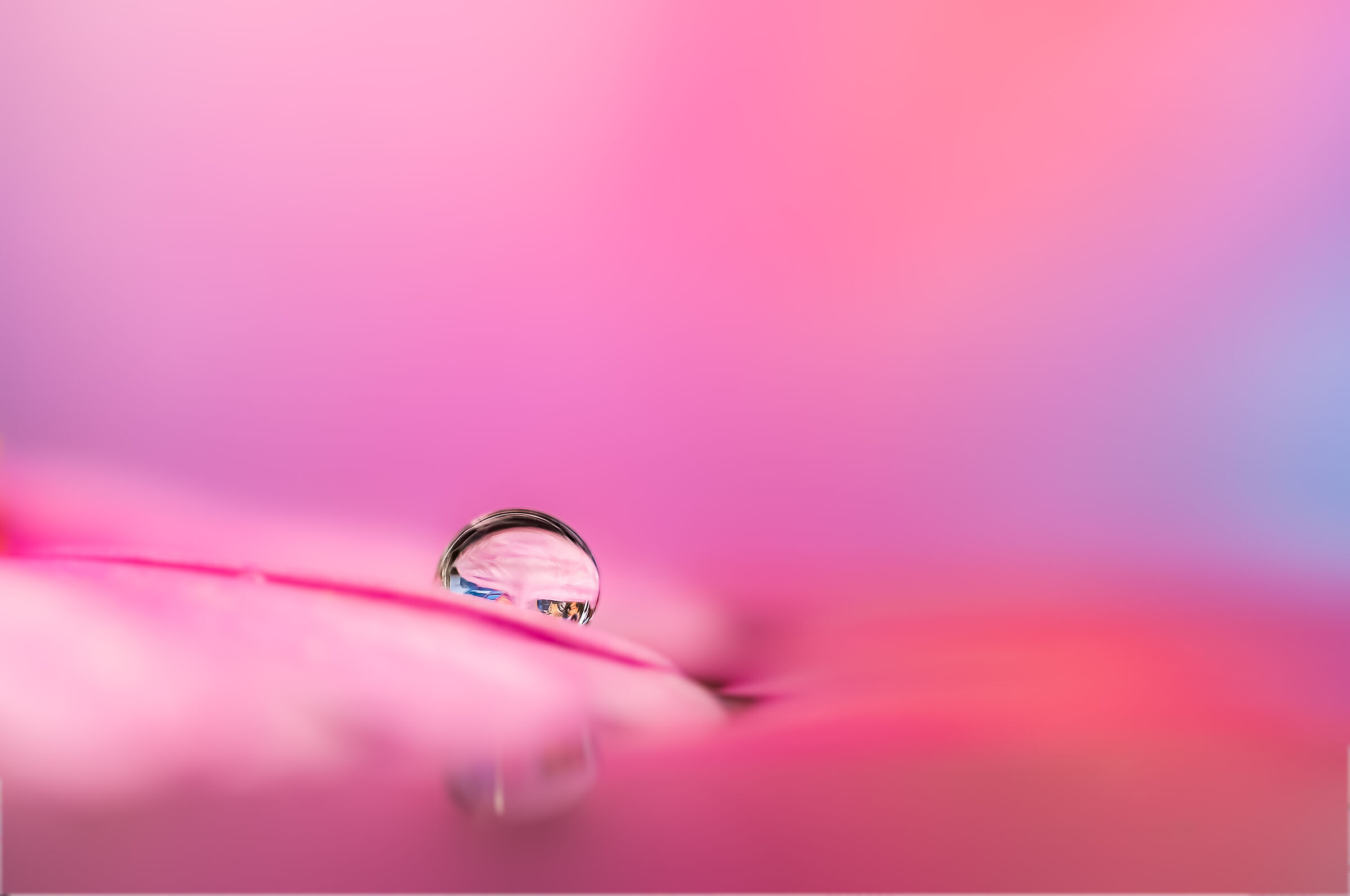 Drops Drops Drops Flowers Reflections Mario Jr Nicorelli