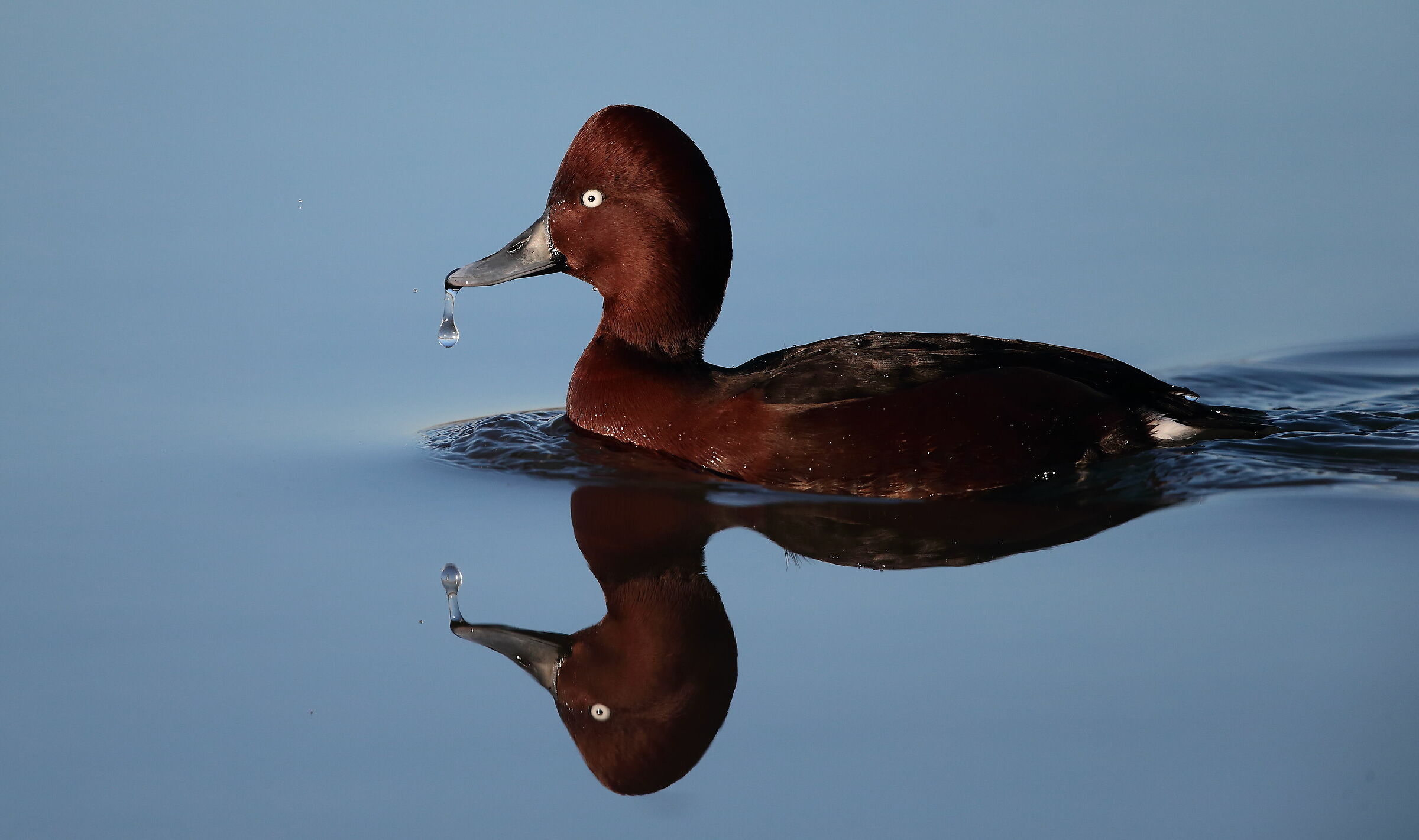 Moretta tabaccata (Aythya nyroca)