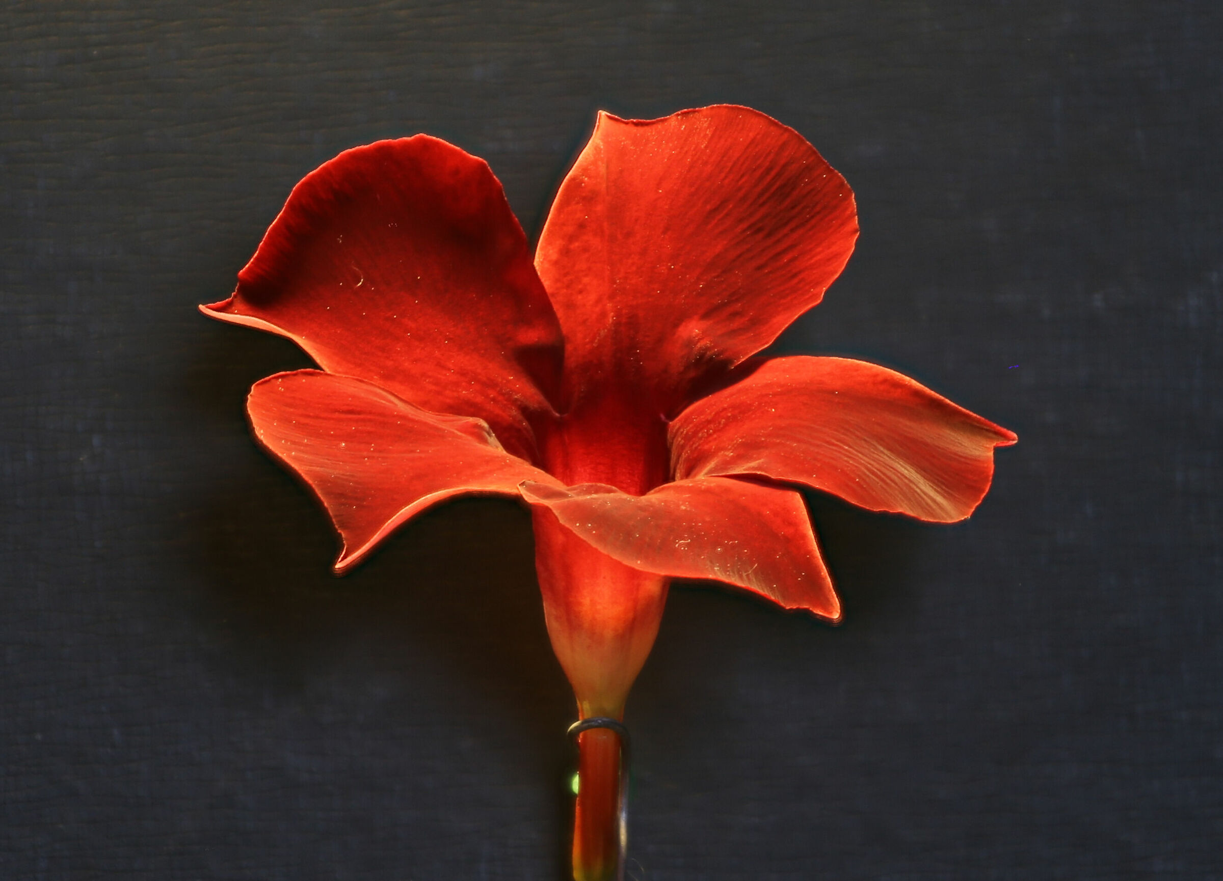 Fiore...della liberazione