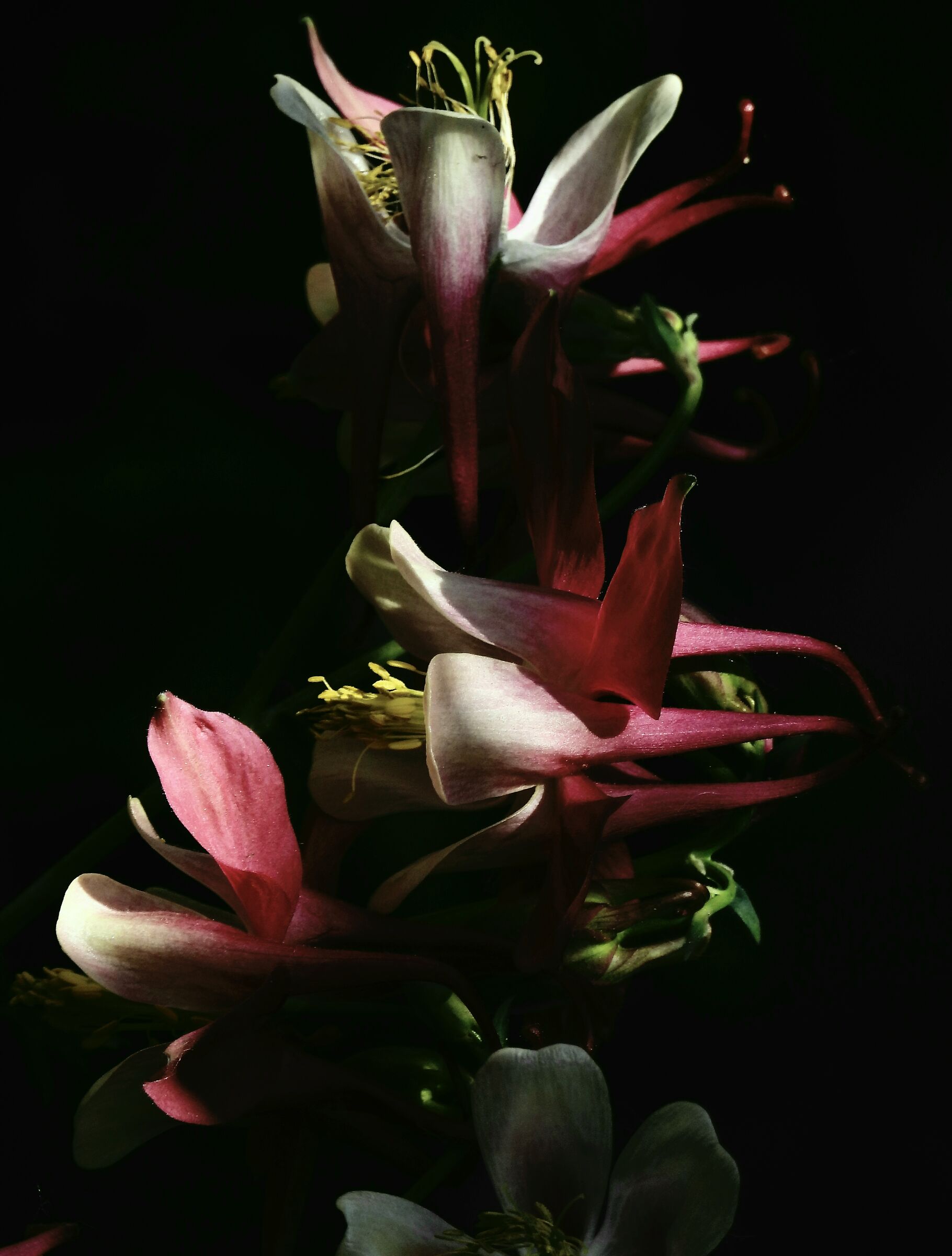 Aquilegia chiaro e scuro