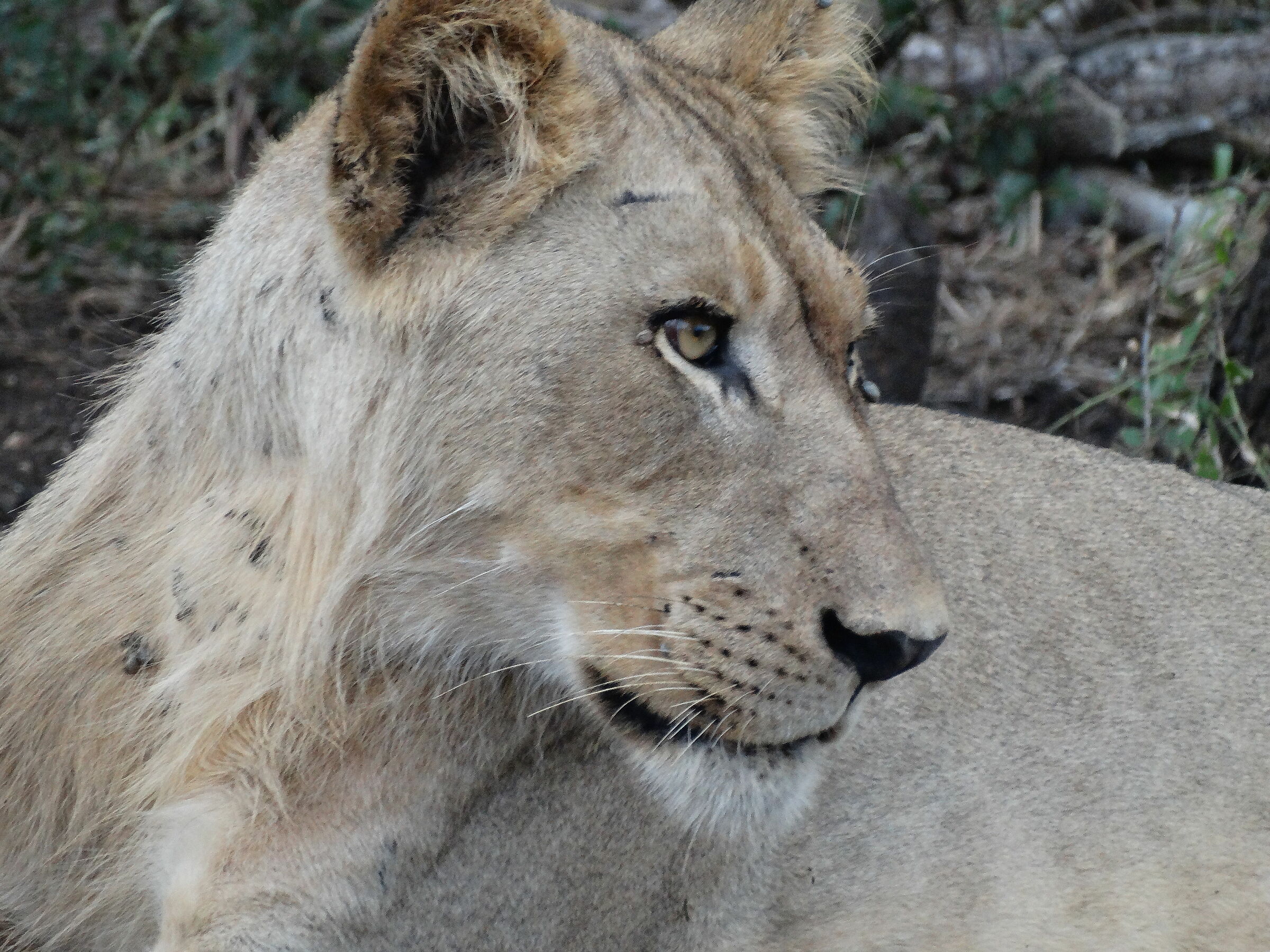 lion zulu area