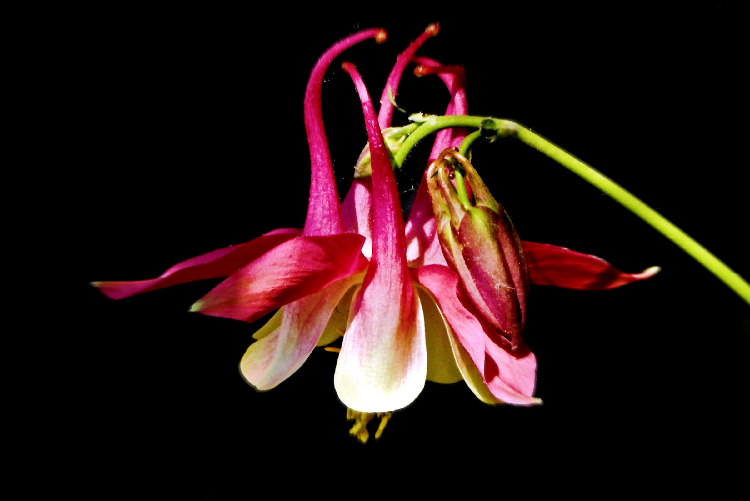 Aquilegia chiaro e scuro 2