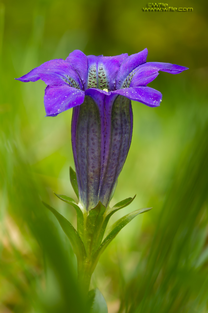 Gentiana Acaulis