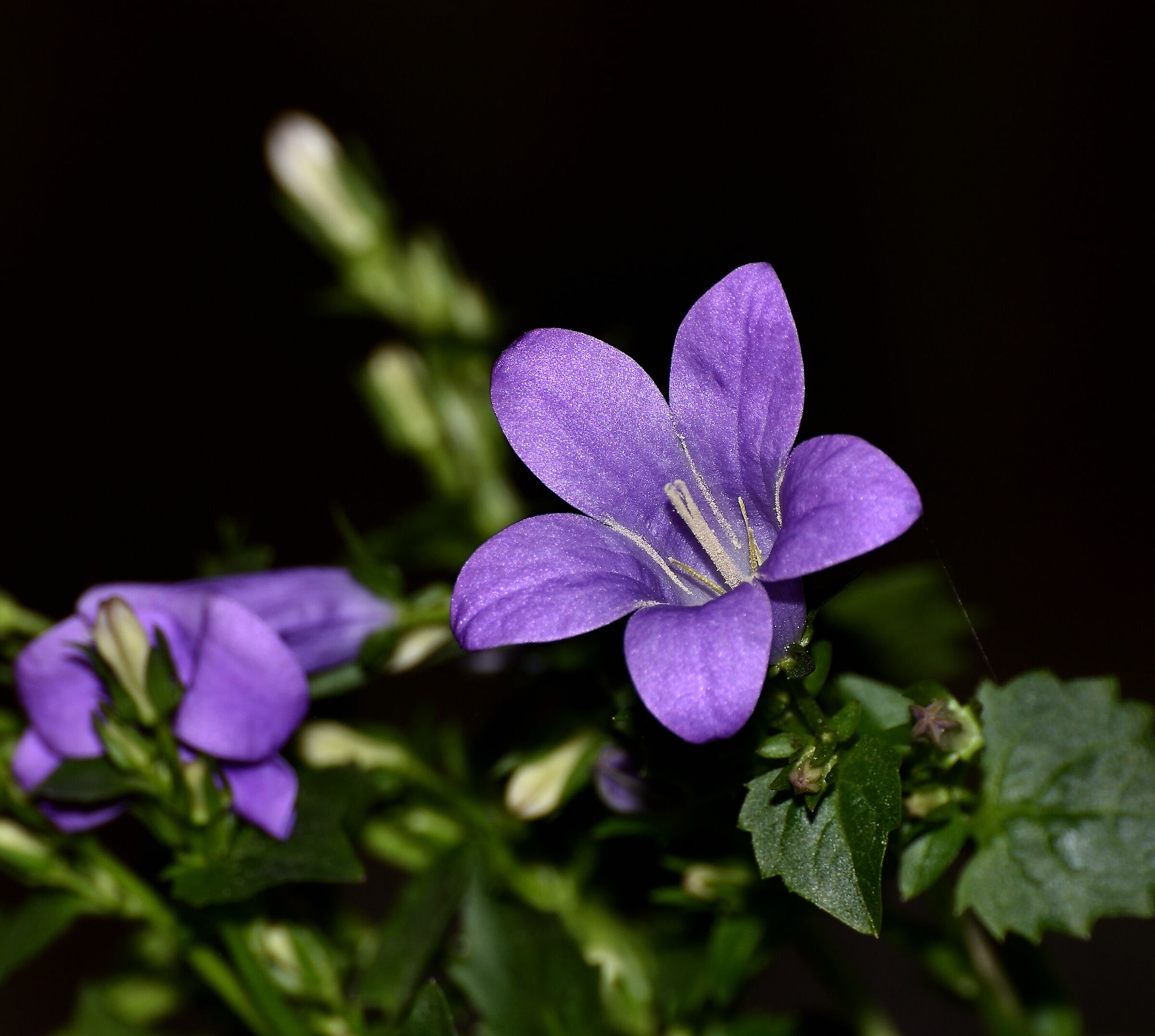 Fiore Viola