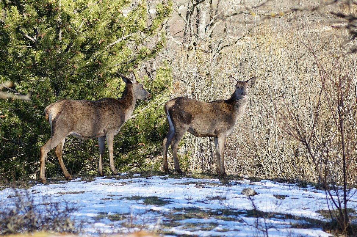 cerbiatti come mi hanno giustamente fatto notare