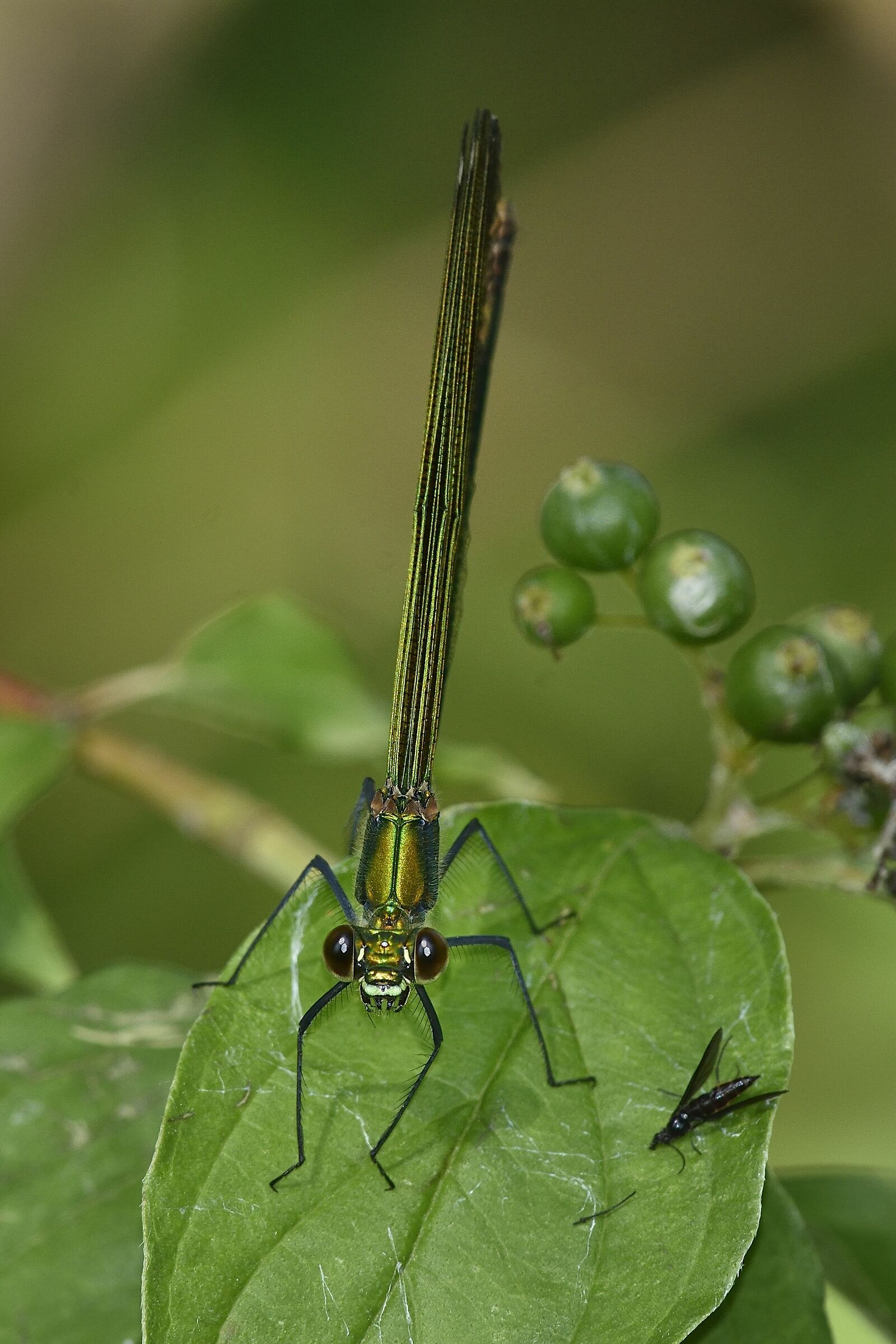 la Damigella e il suo pasto...