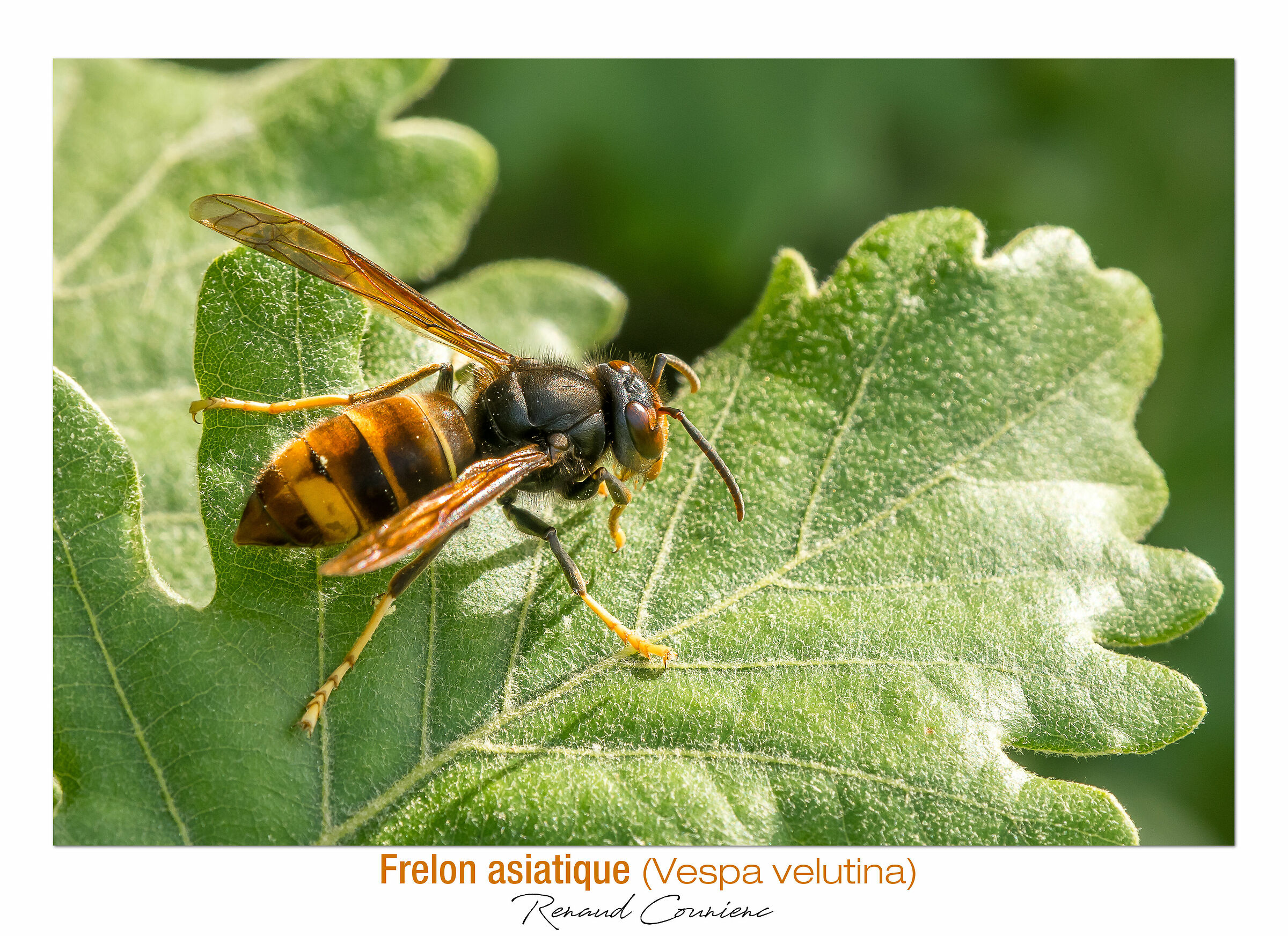 Il calabrone asiatico
