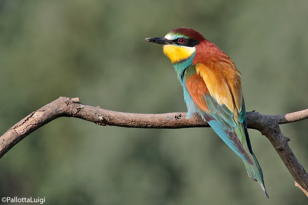 Gruccione (Merops apiaster)