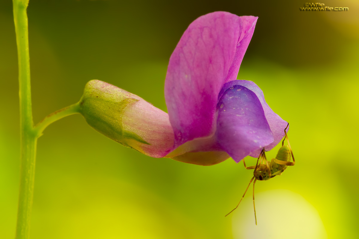 Lathynus Versus with little grasshopper!