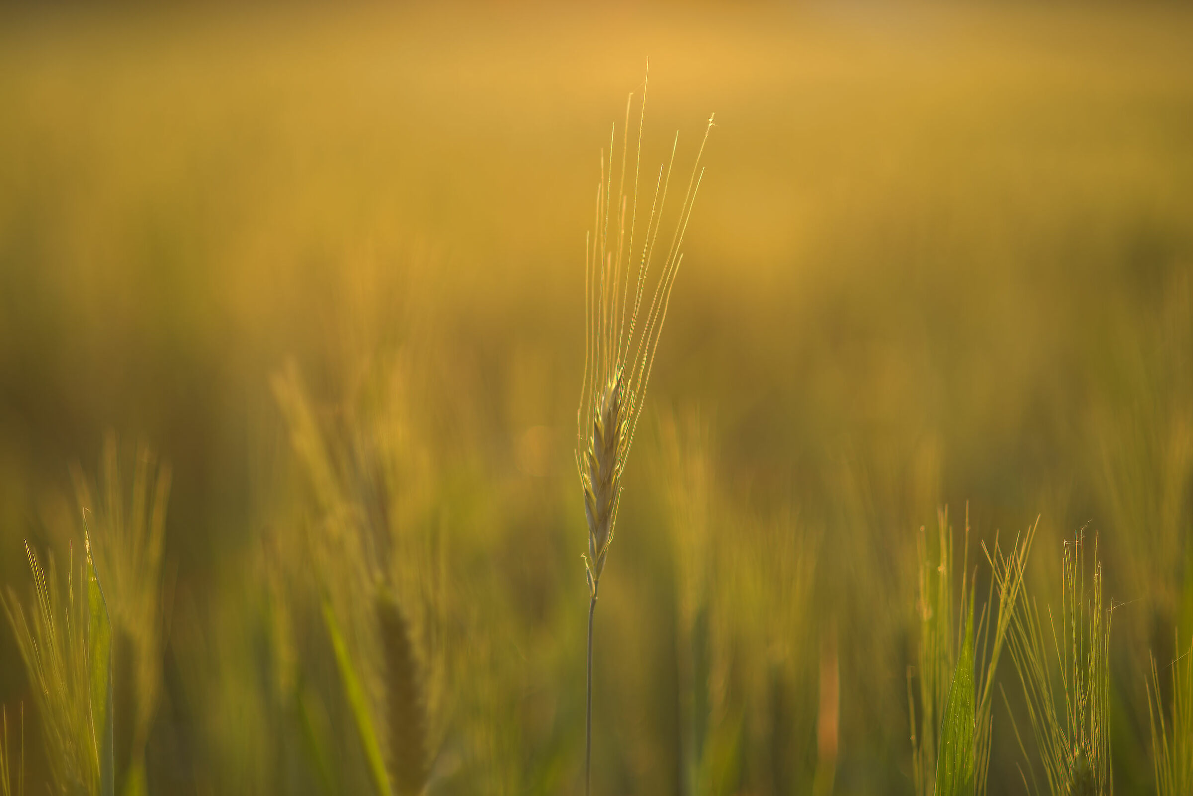 Wheat field