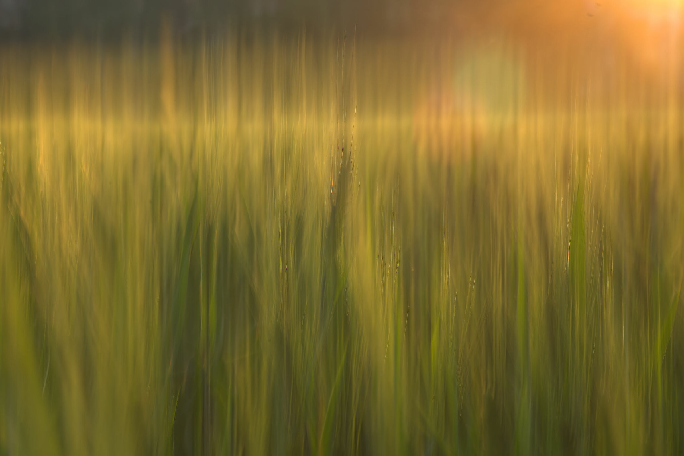 Wheat field