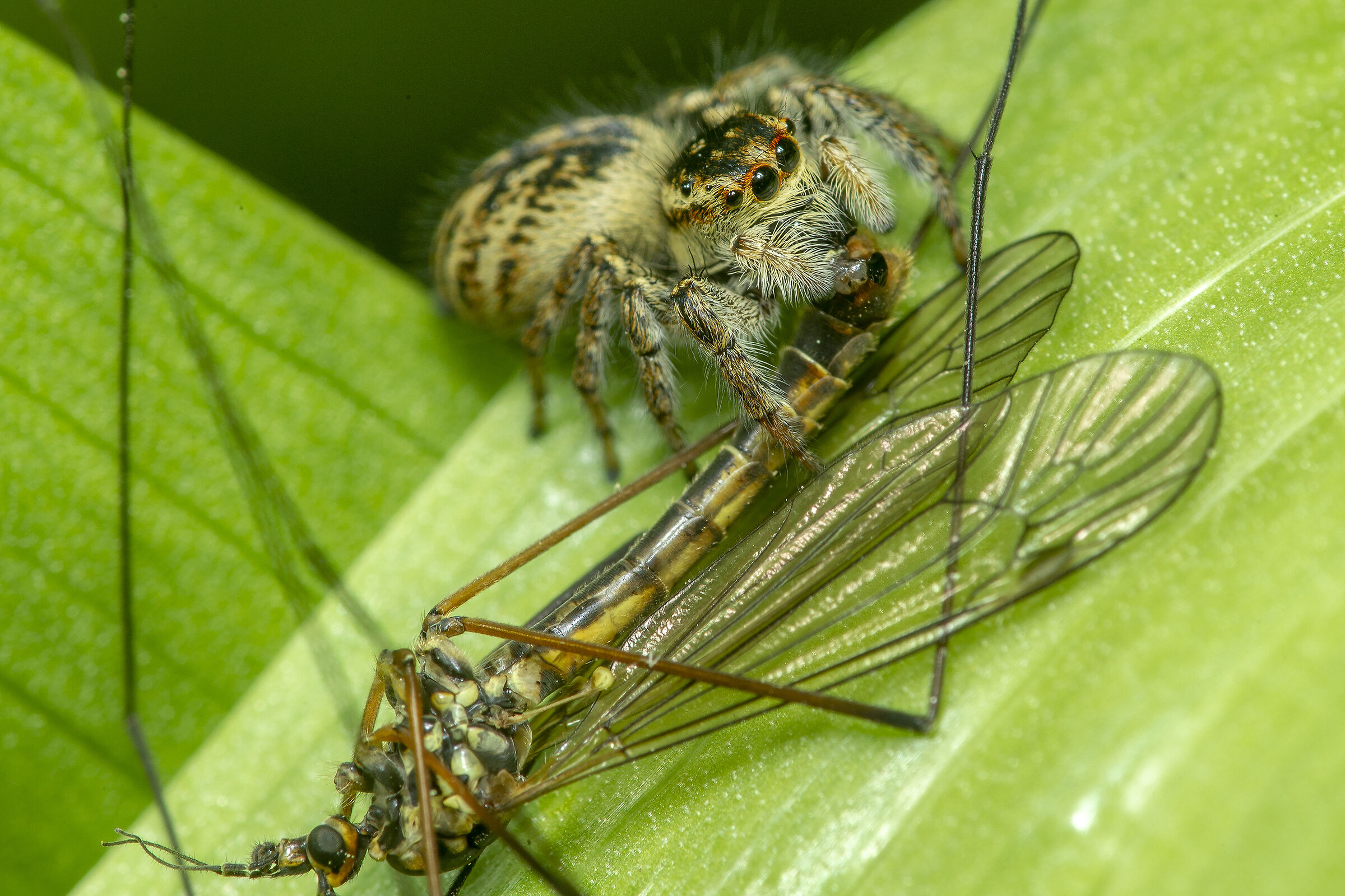prey and predator at an inverted size