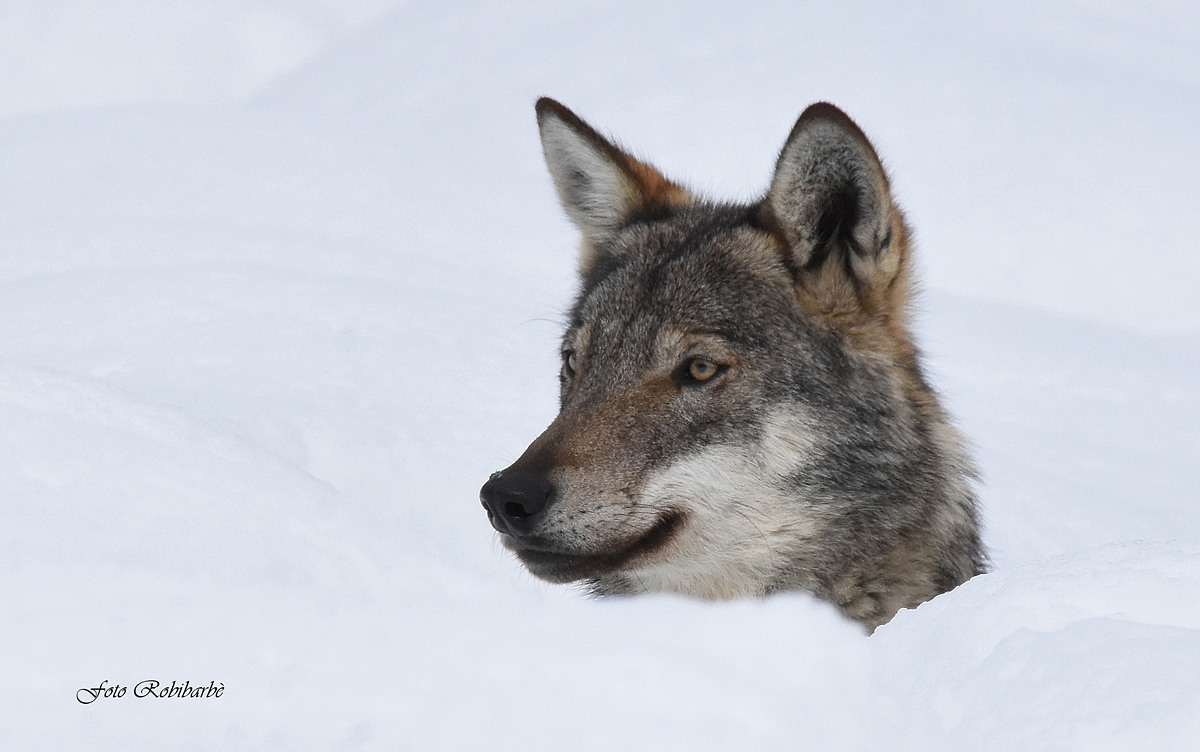 Il Lupo in primo piano...