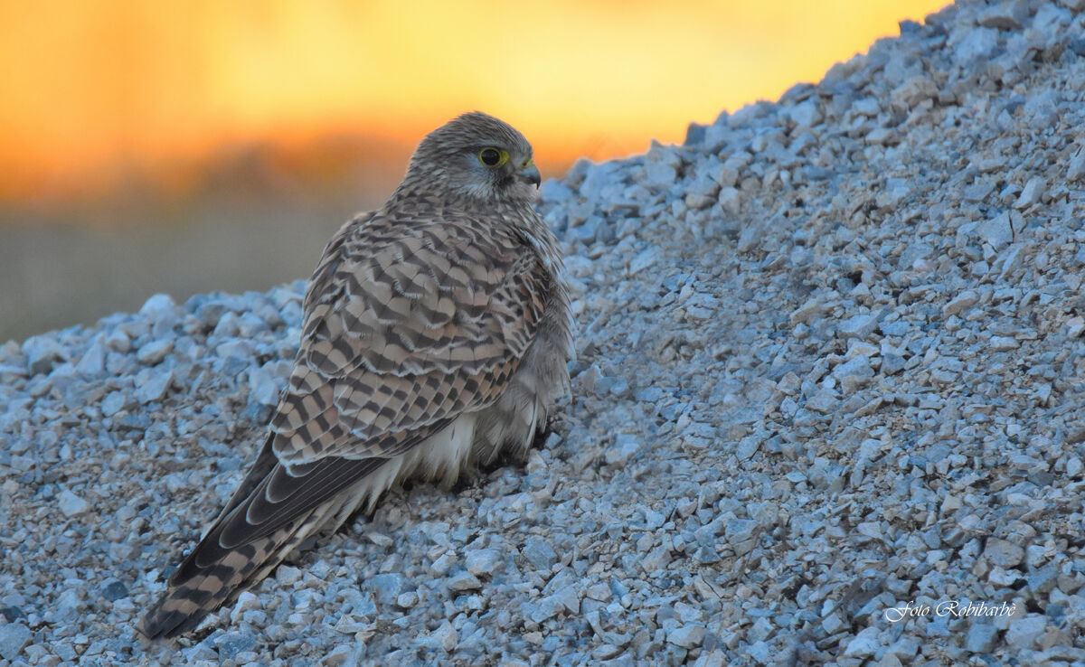 The Gheppio at dawn....