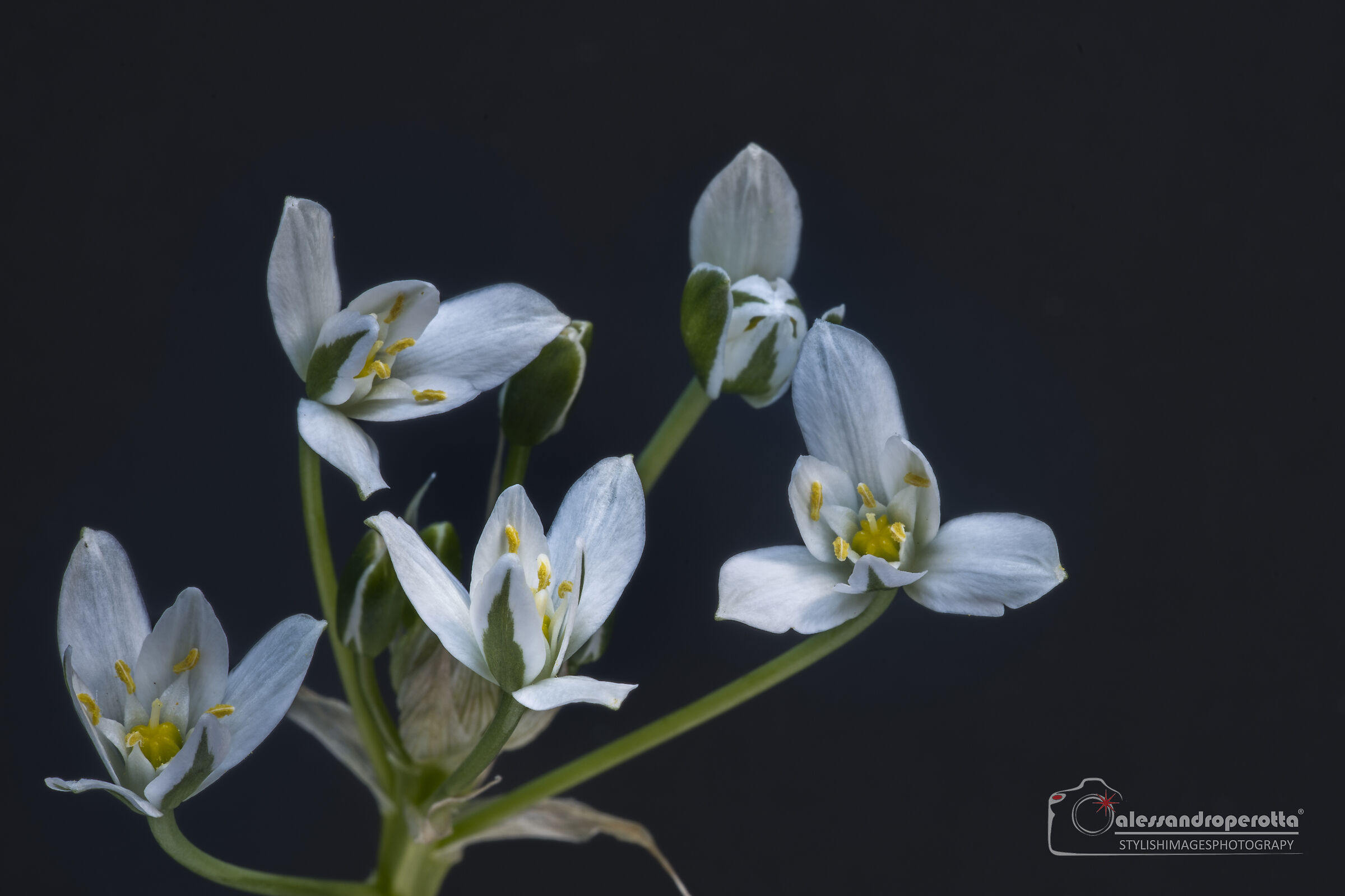 Ornithogalum Umbellatum