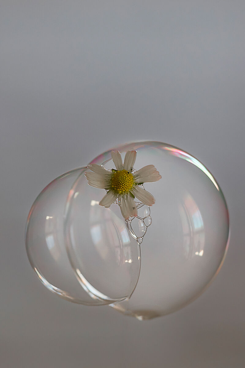 Protetta da una bolla