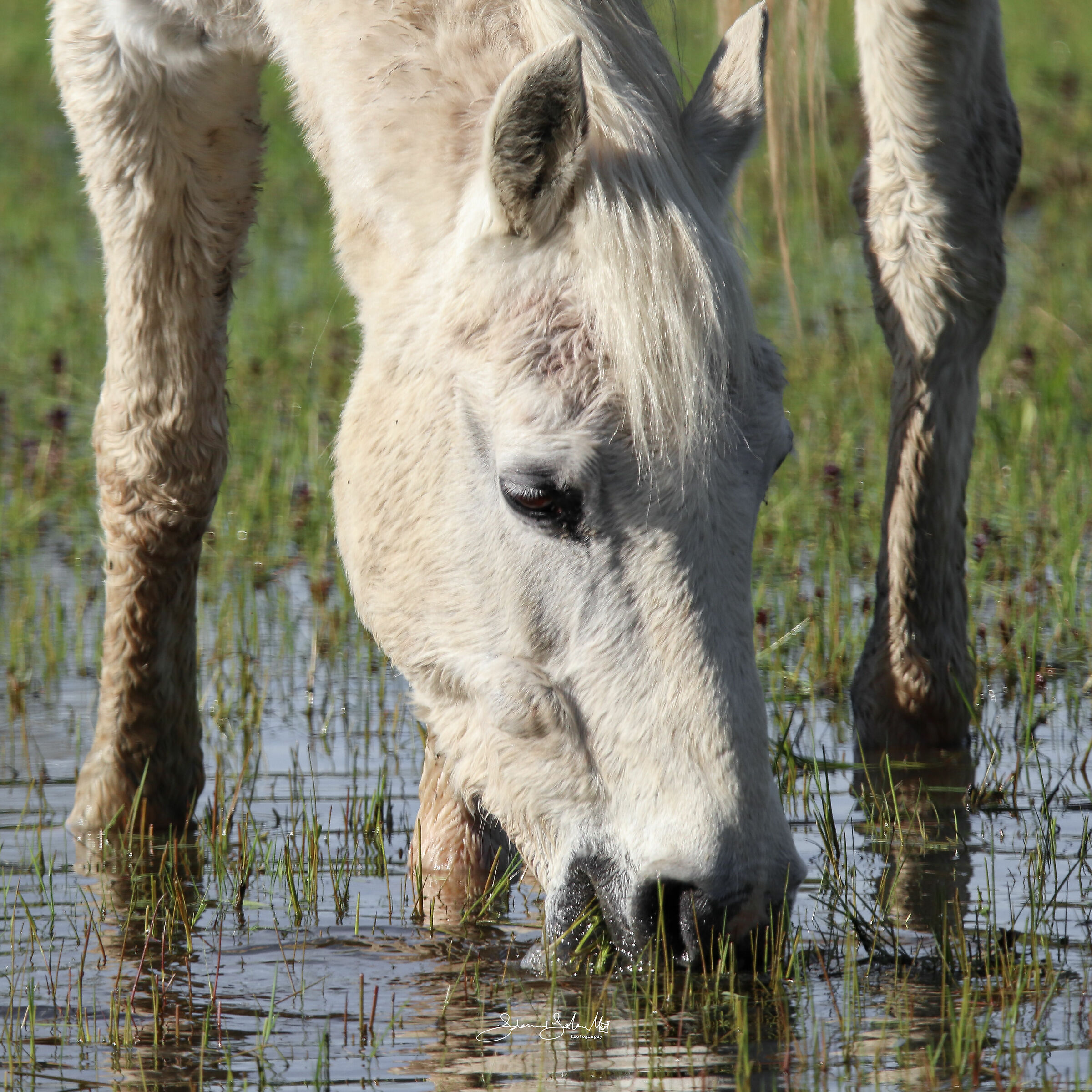 Thirst (Equus ferus caballus, Linnaeus, 1758)