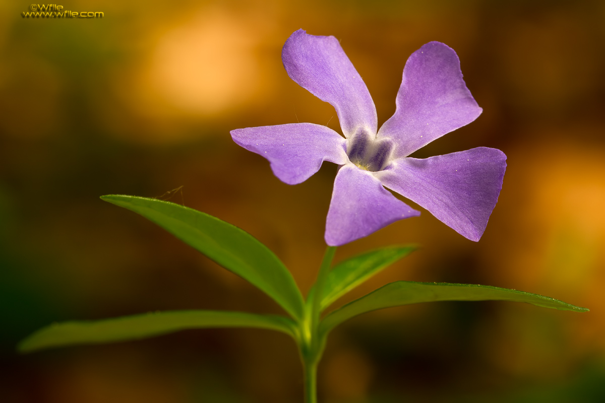 Vinca Minor