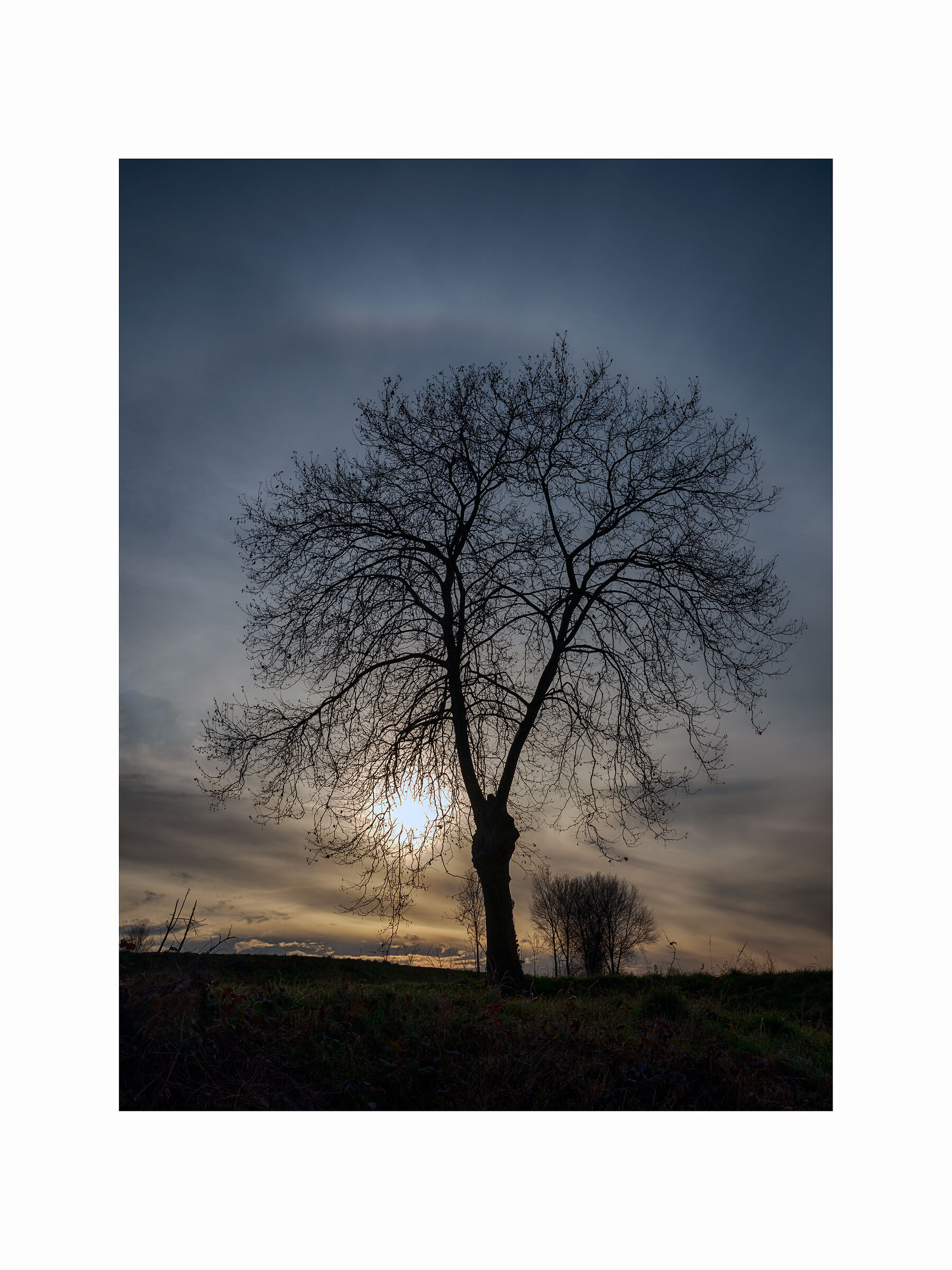 Maestosità di rami al tramonto