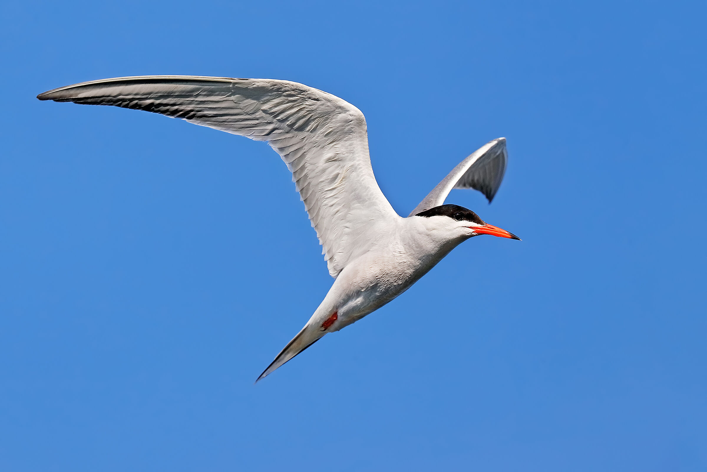 Common tern