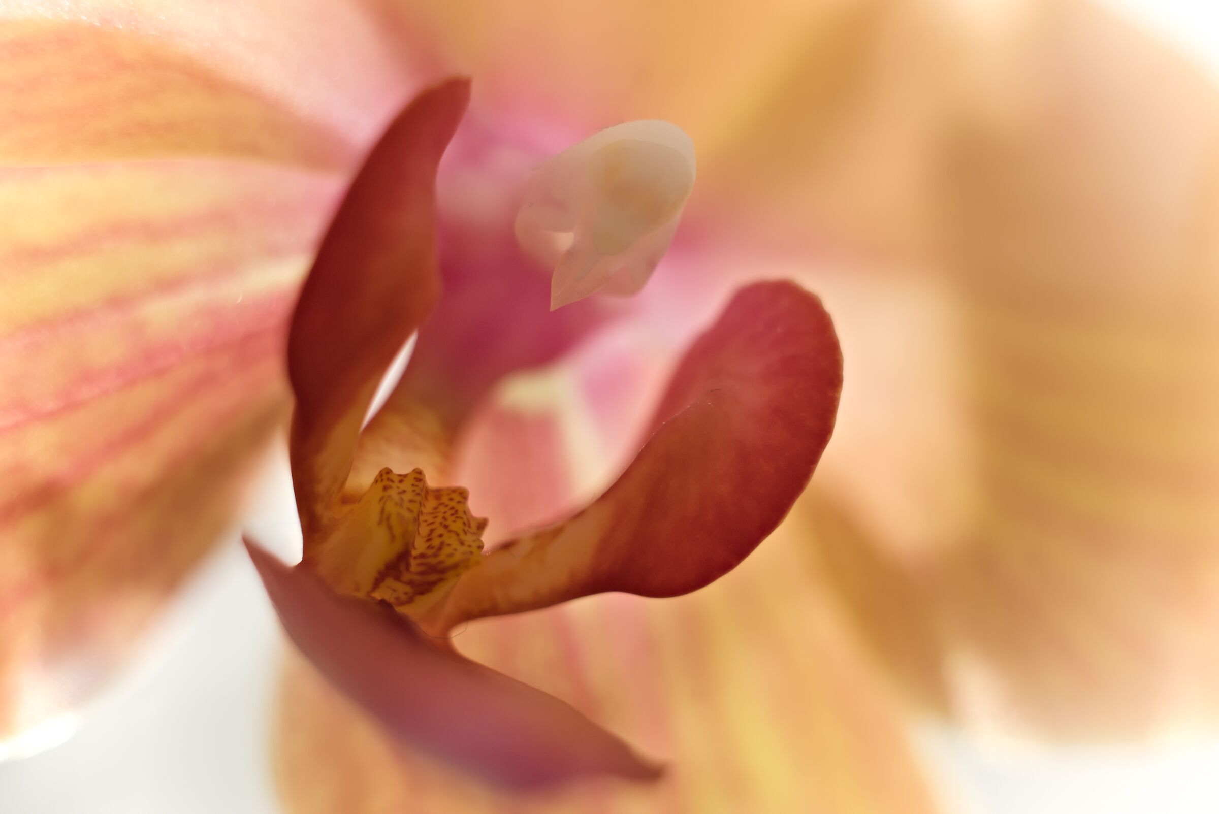 Spathoglottis plicata