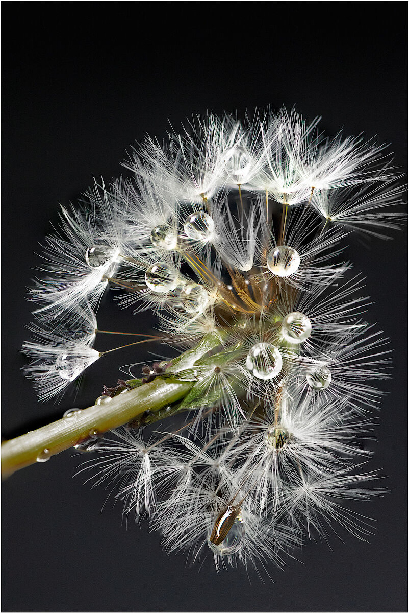 Feathers and sequins