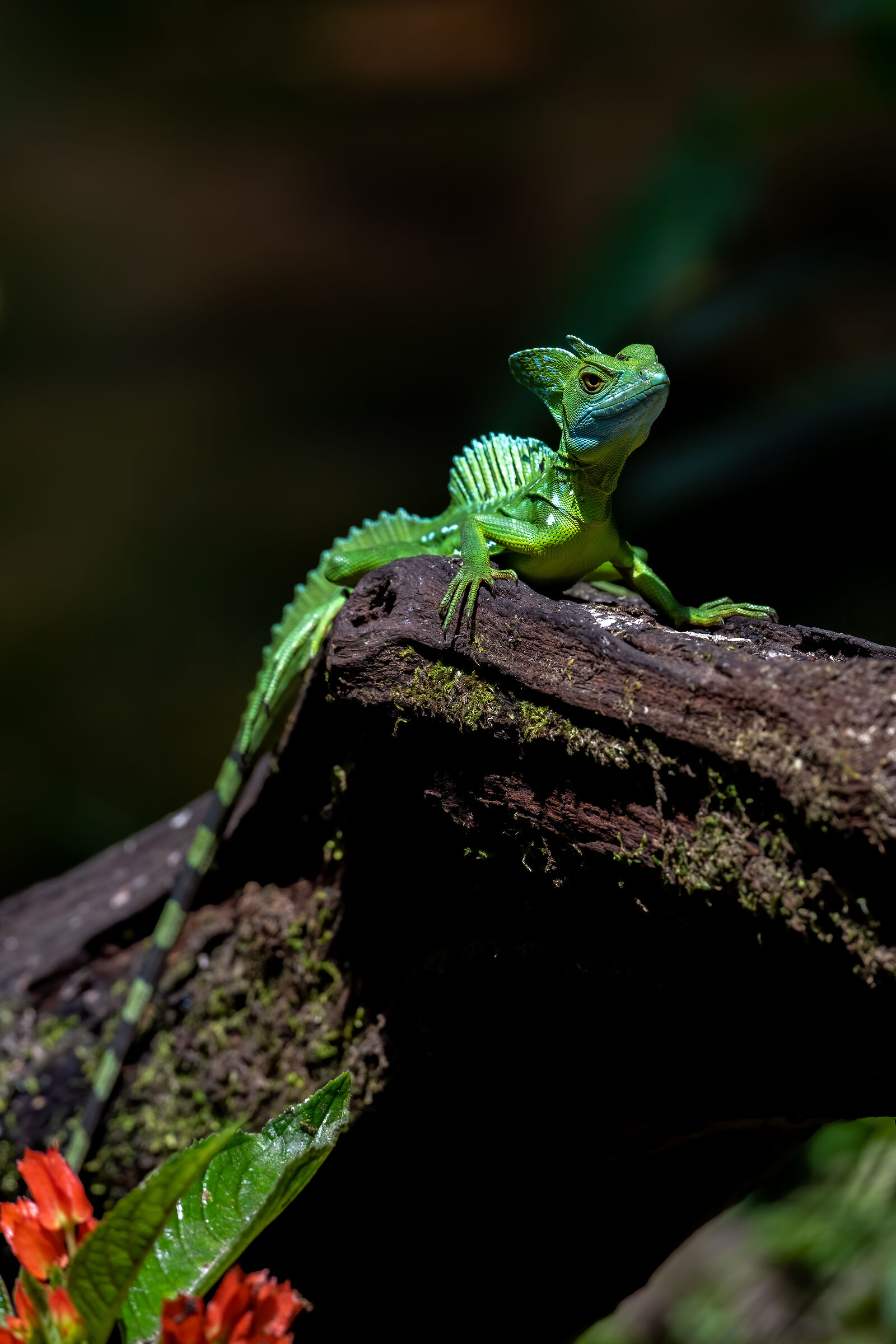 Plumed Basilisk