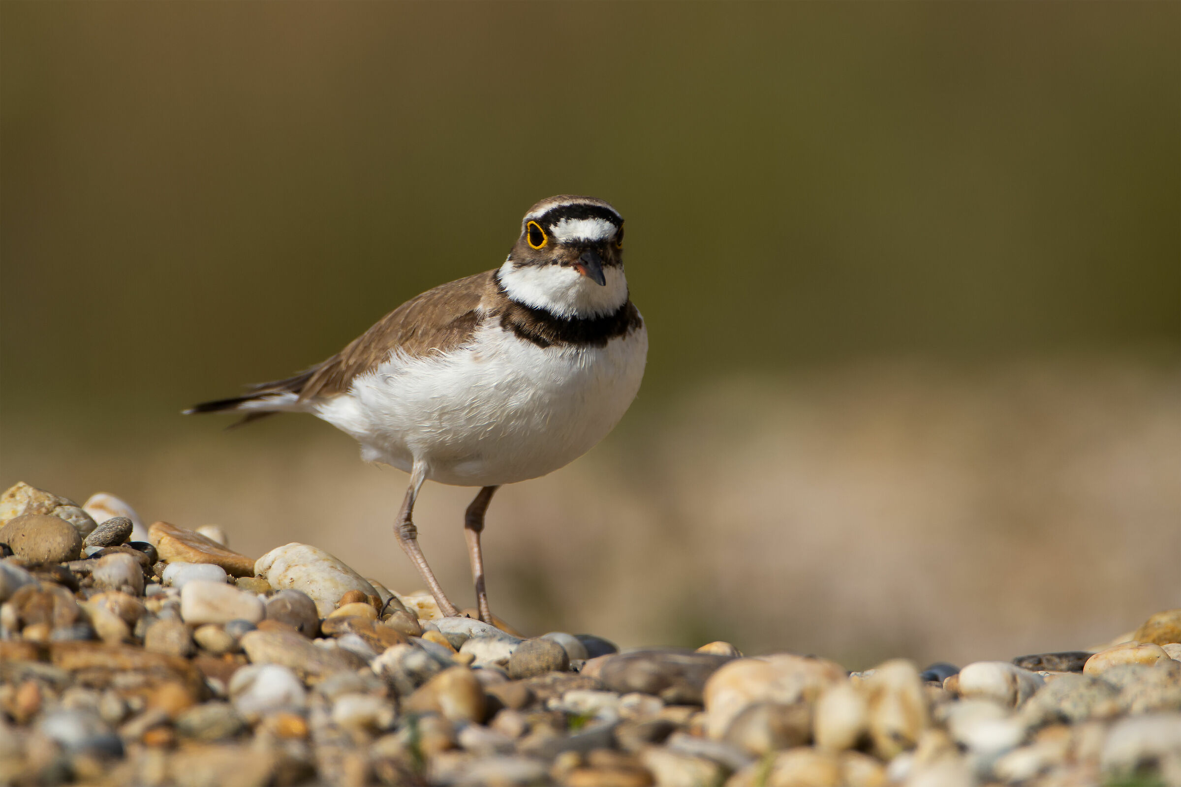 Charadrius dubius (Little ringed plover)