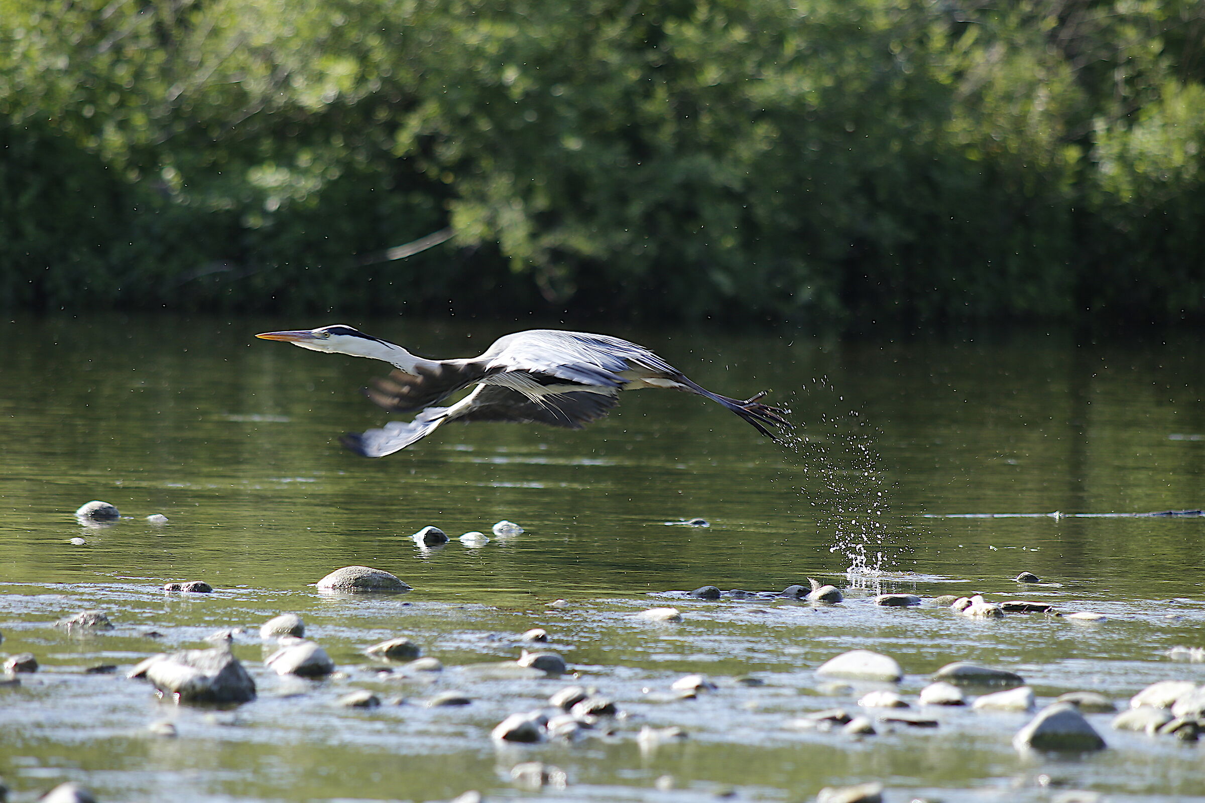 Ardea cinerea (Airone cenerino) 3