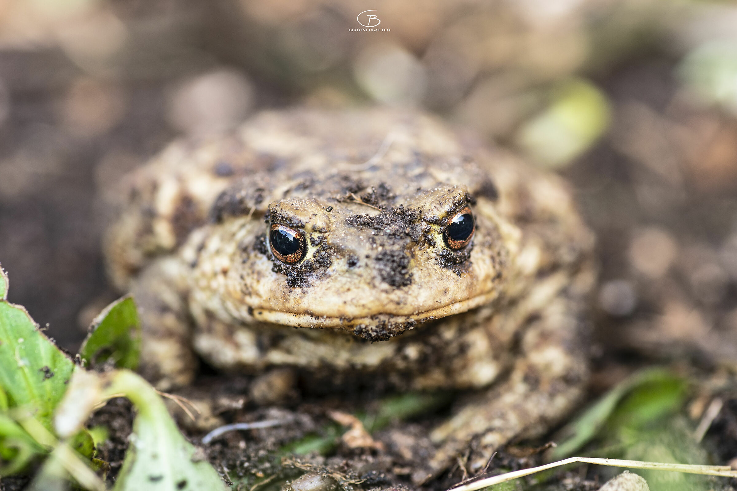 Toad