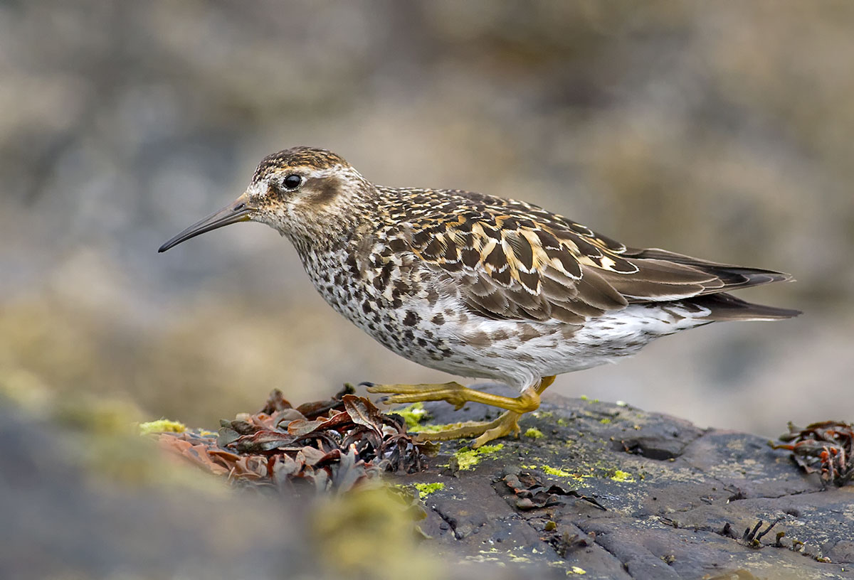 Purple sandpiper