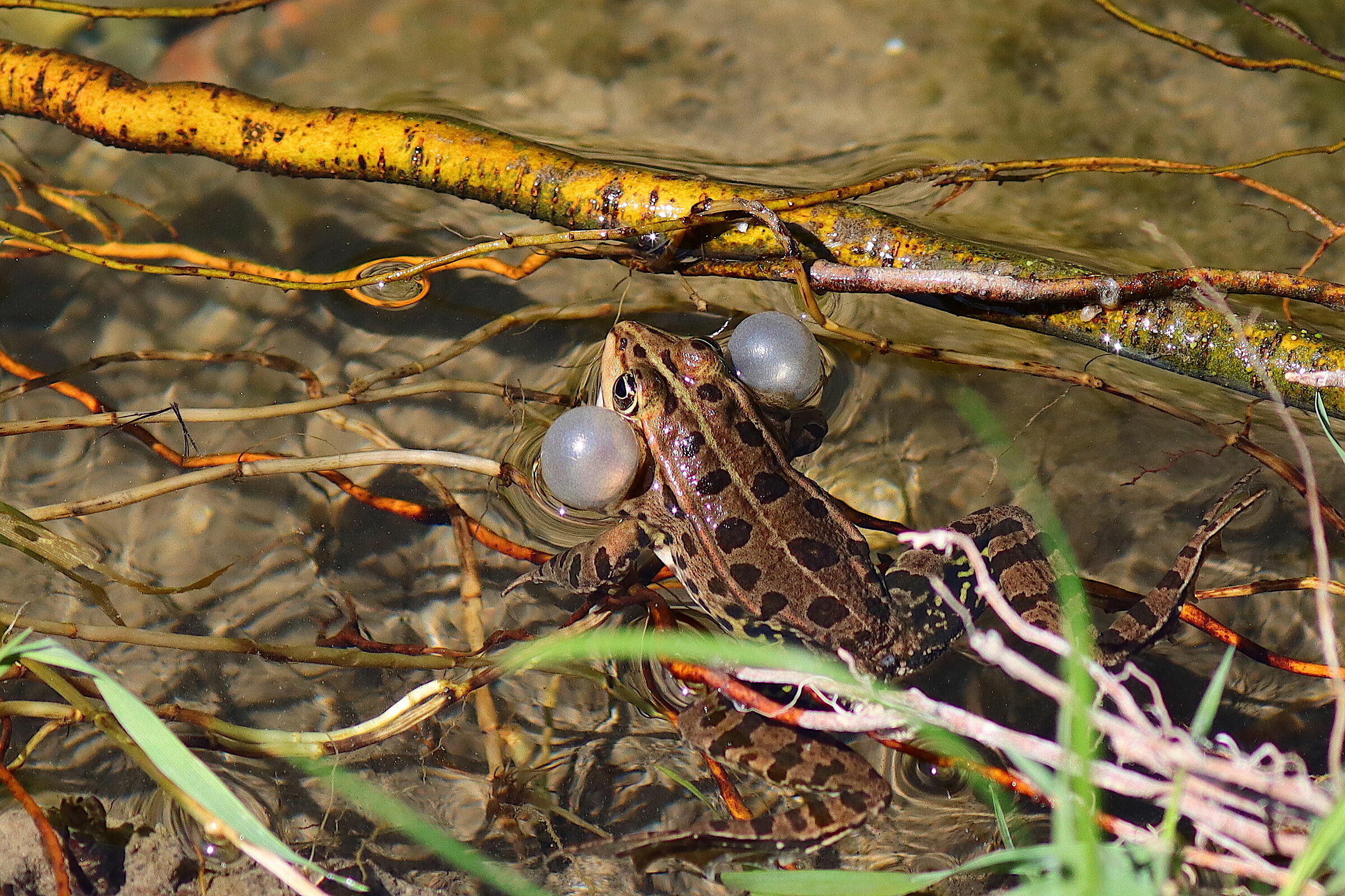 Pelophylax esculentus. (rana esculenta) 2