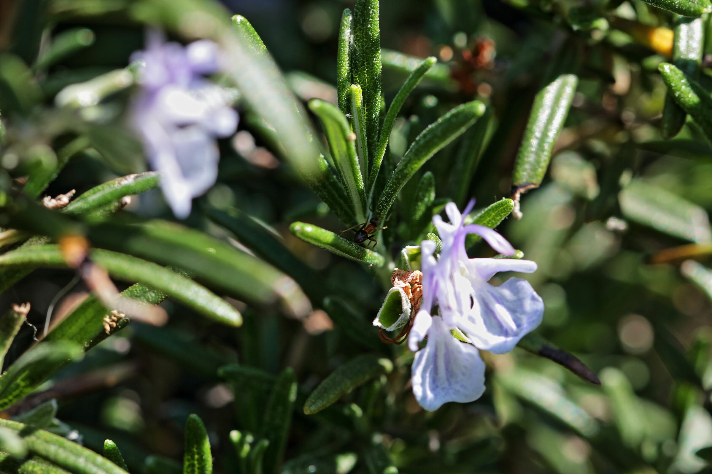 Rosemary