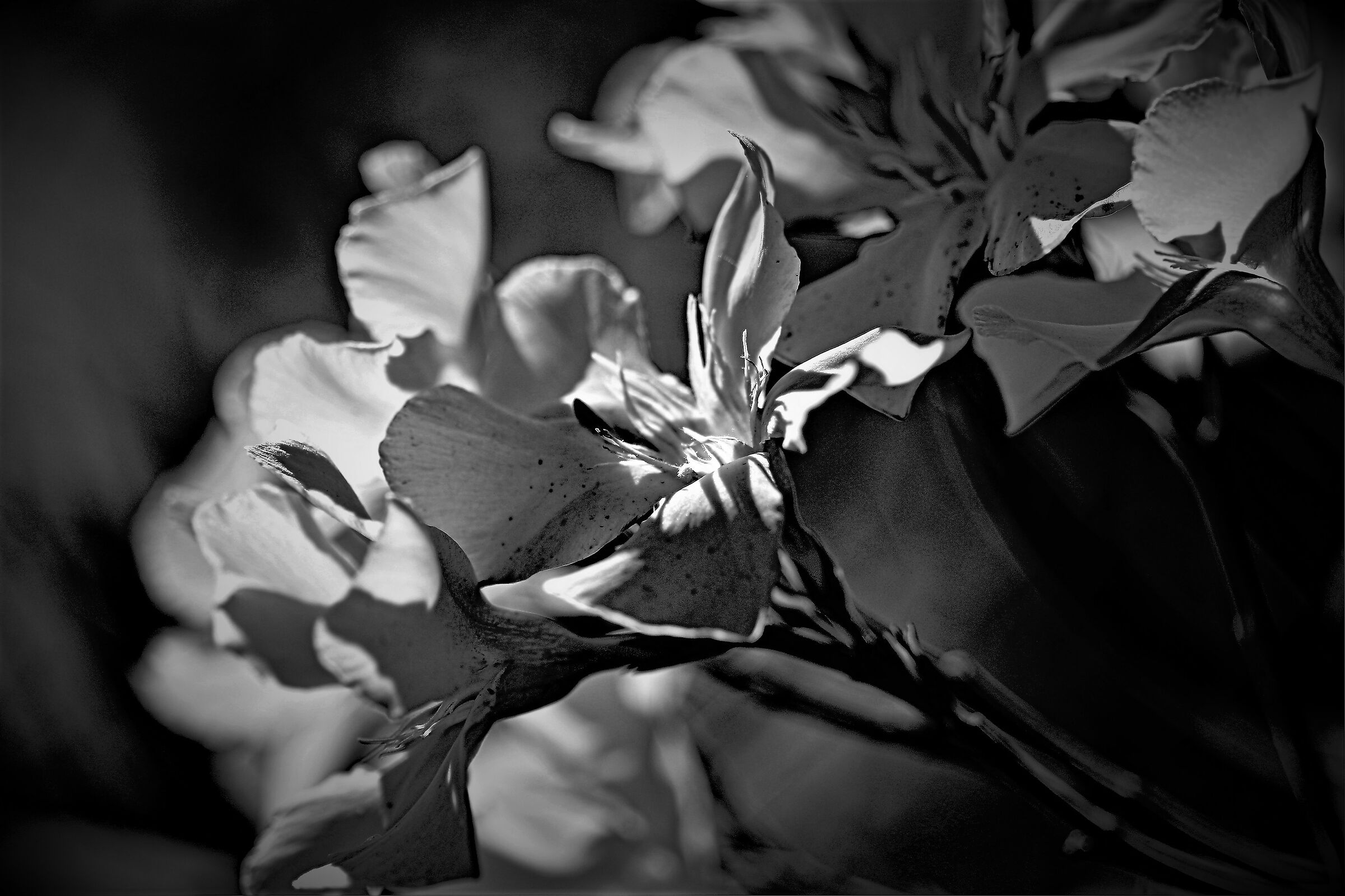 Fiori in quarantena...