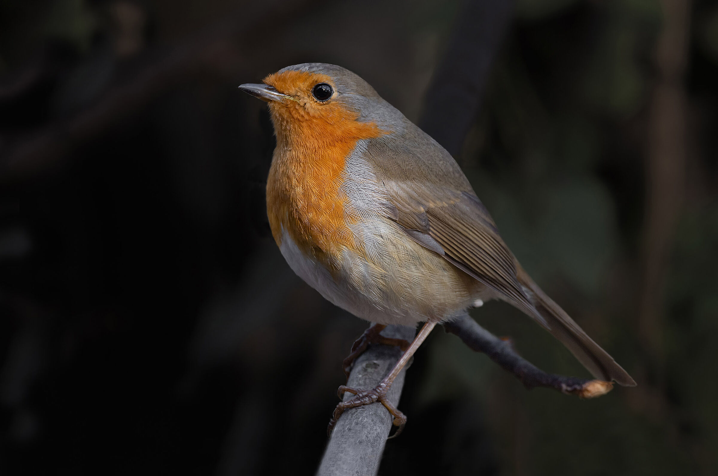 Robin se n'è andato