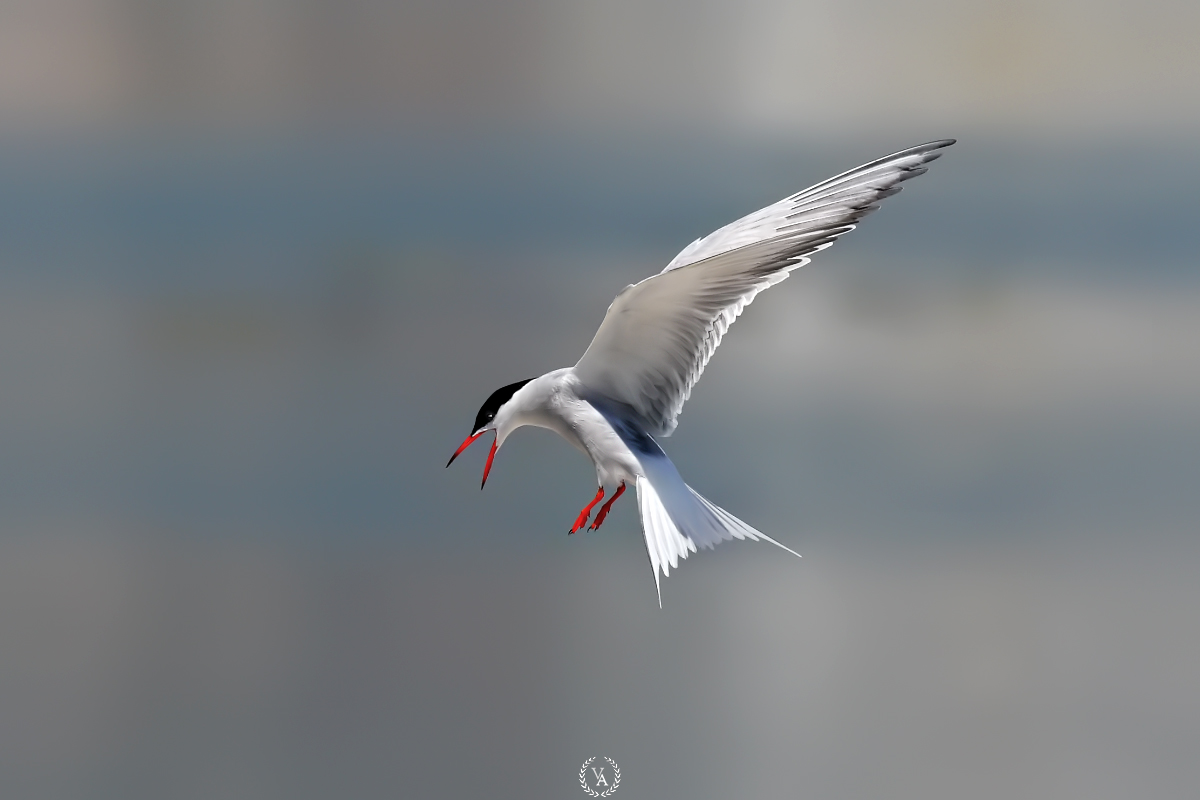 Common tern