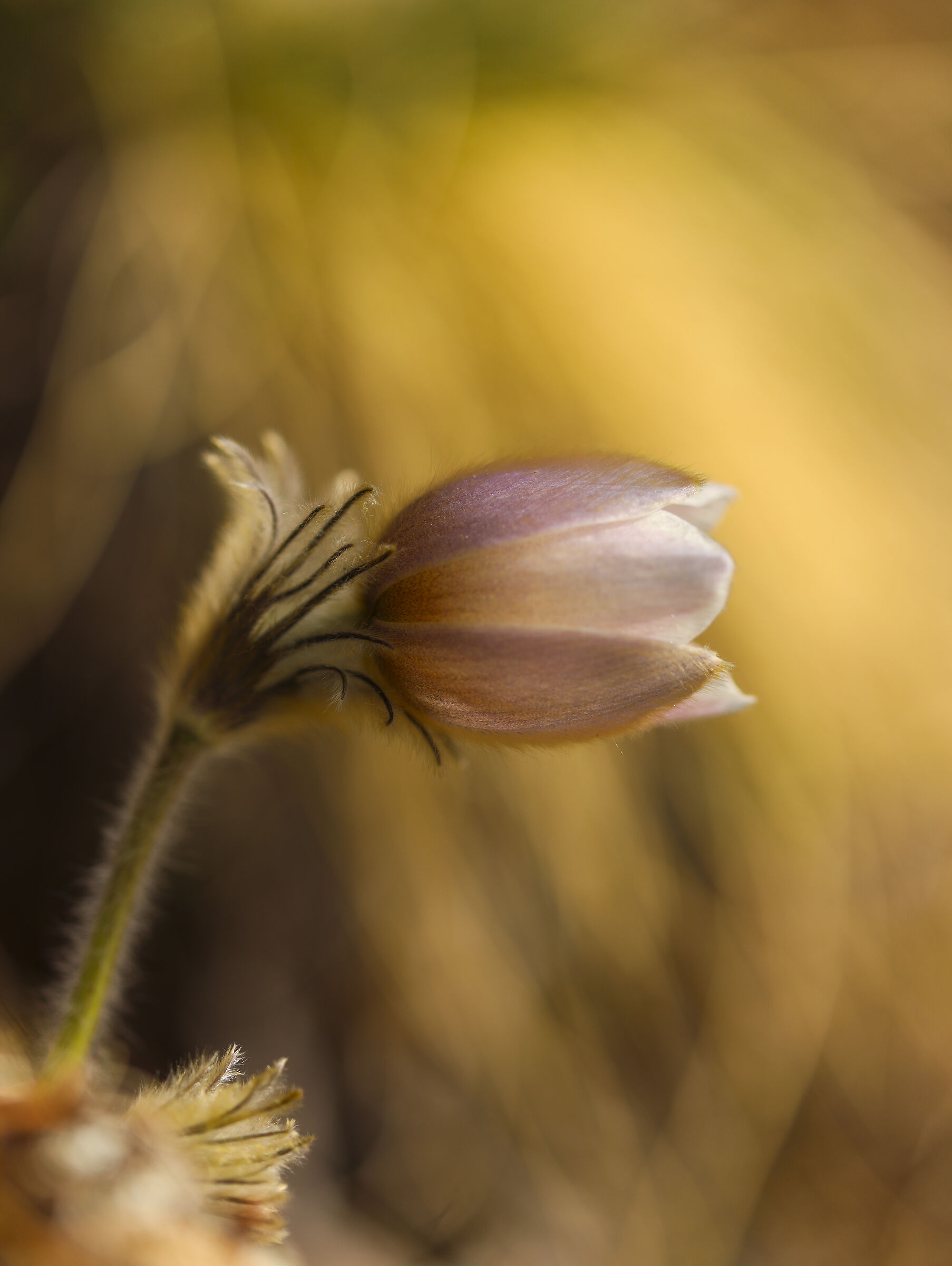 Anemone di primavera