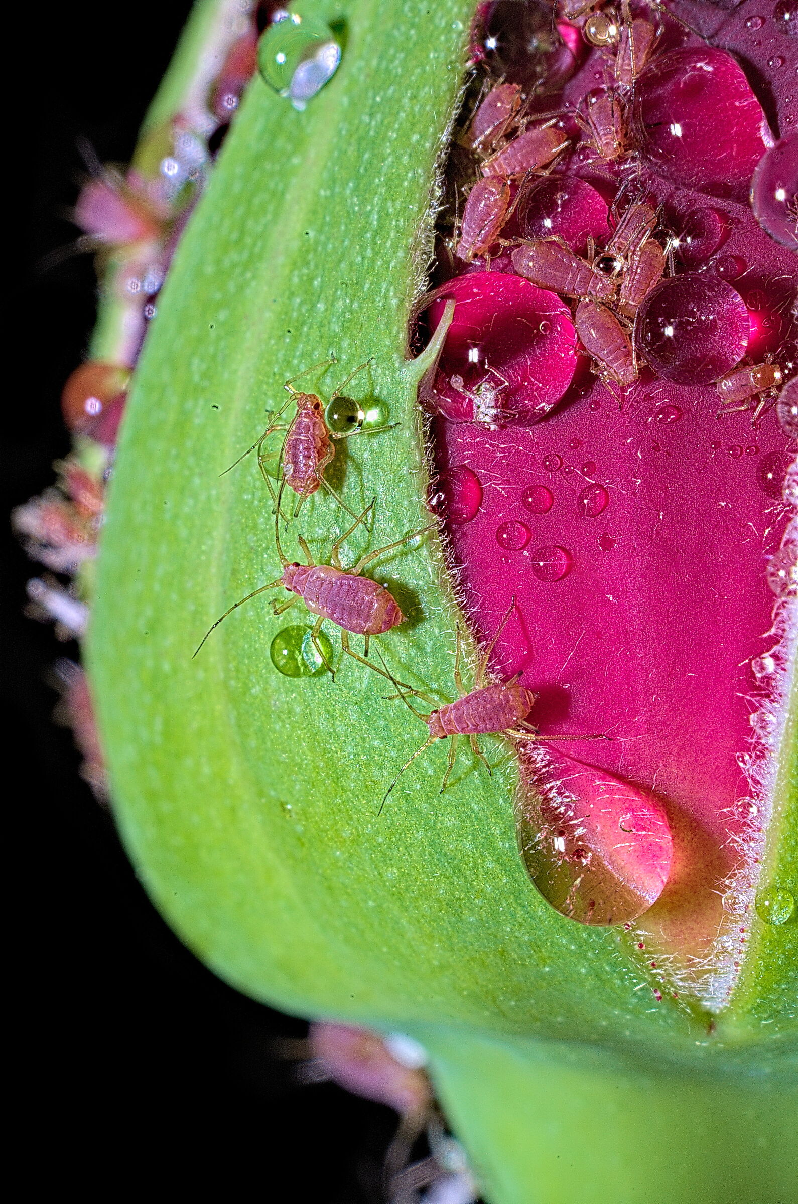 Aphids on rose bud