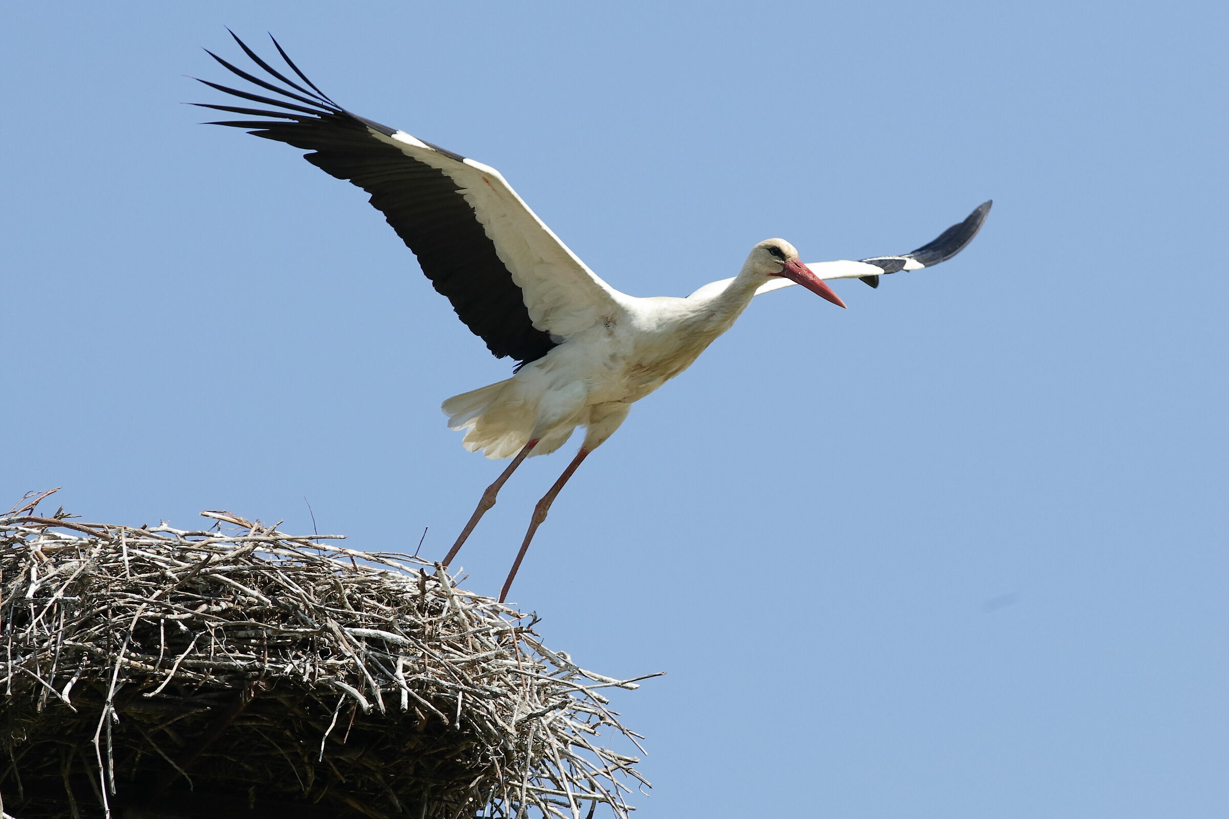 Stork's Storule of Fucecchio
