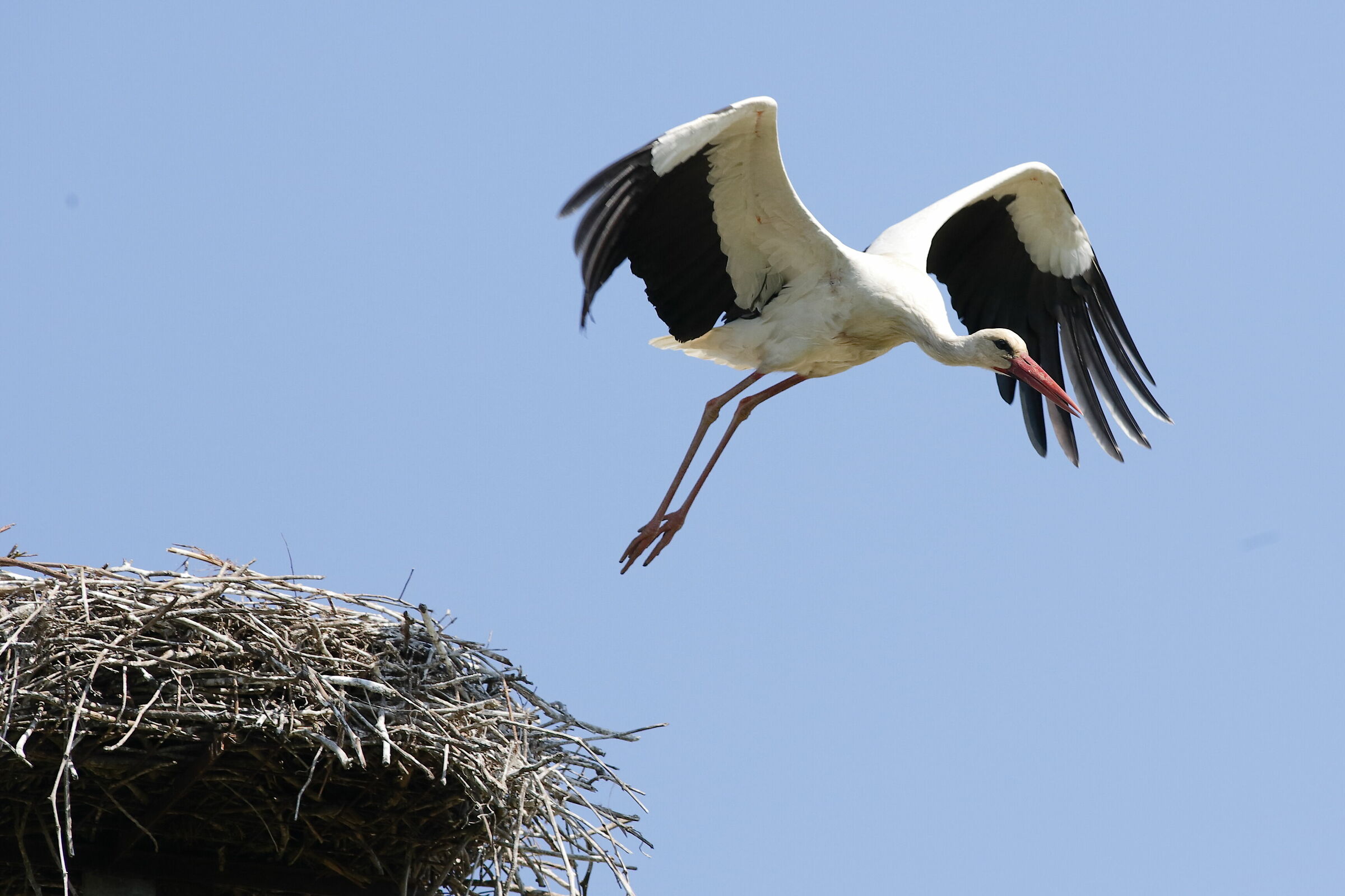 Stork's Storule of Fucecchio