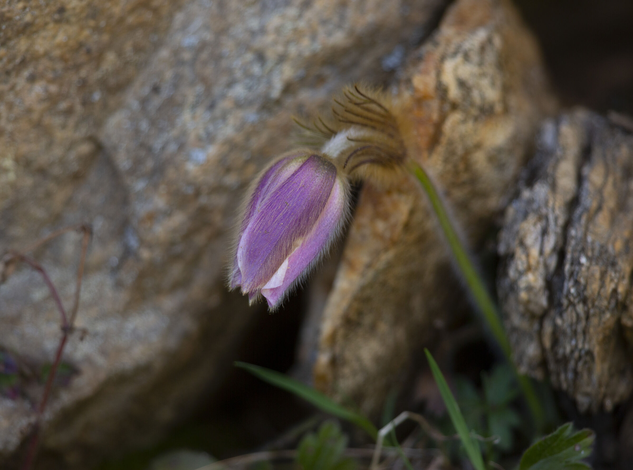 Anemone di primavera