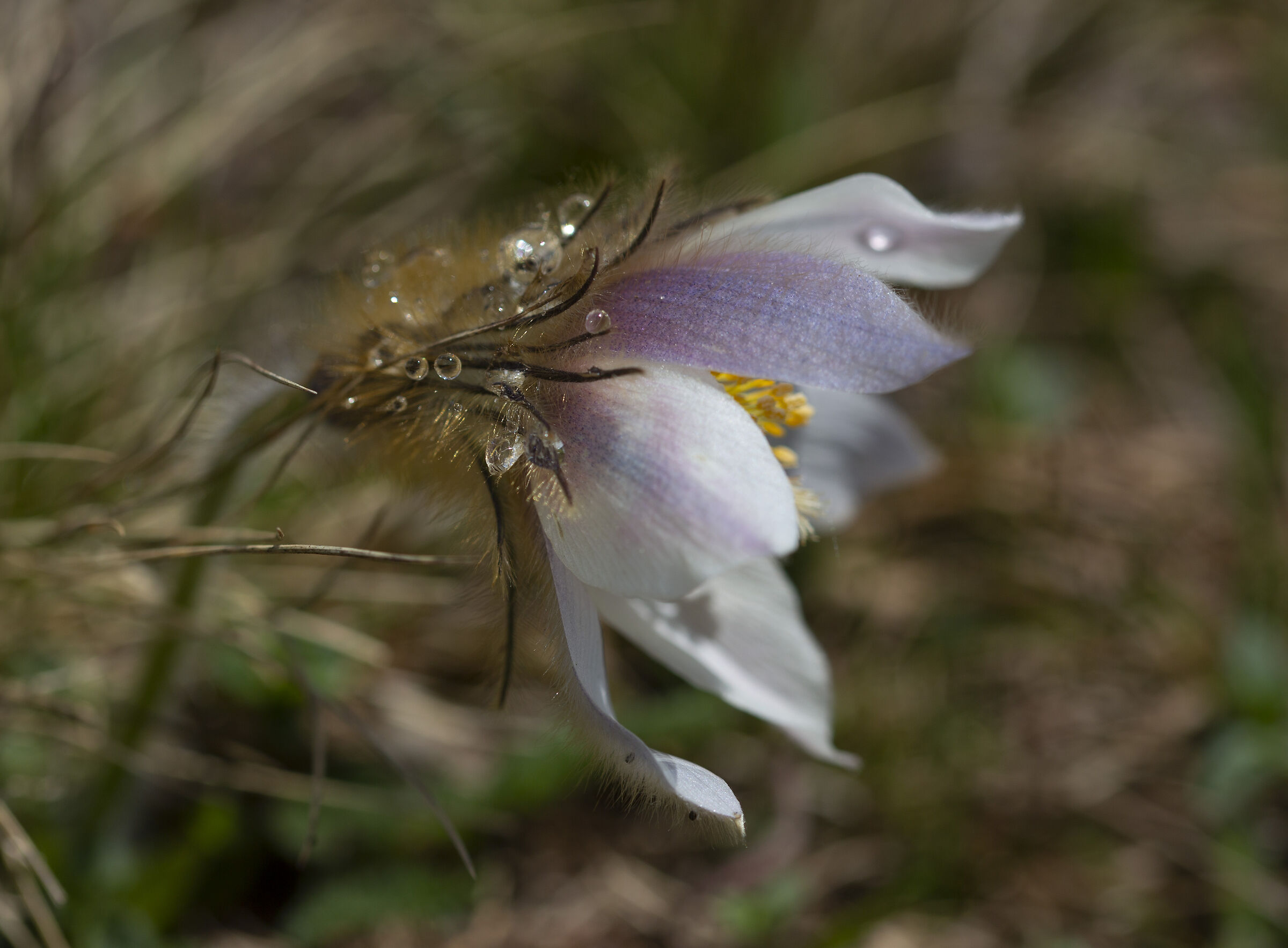 Anemone di primavera