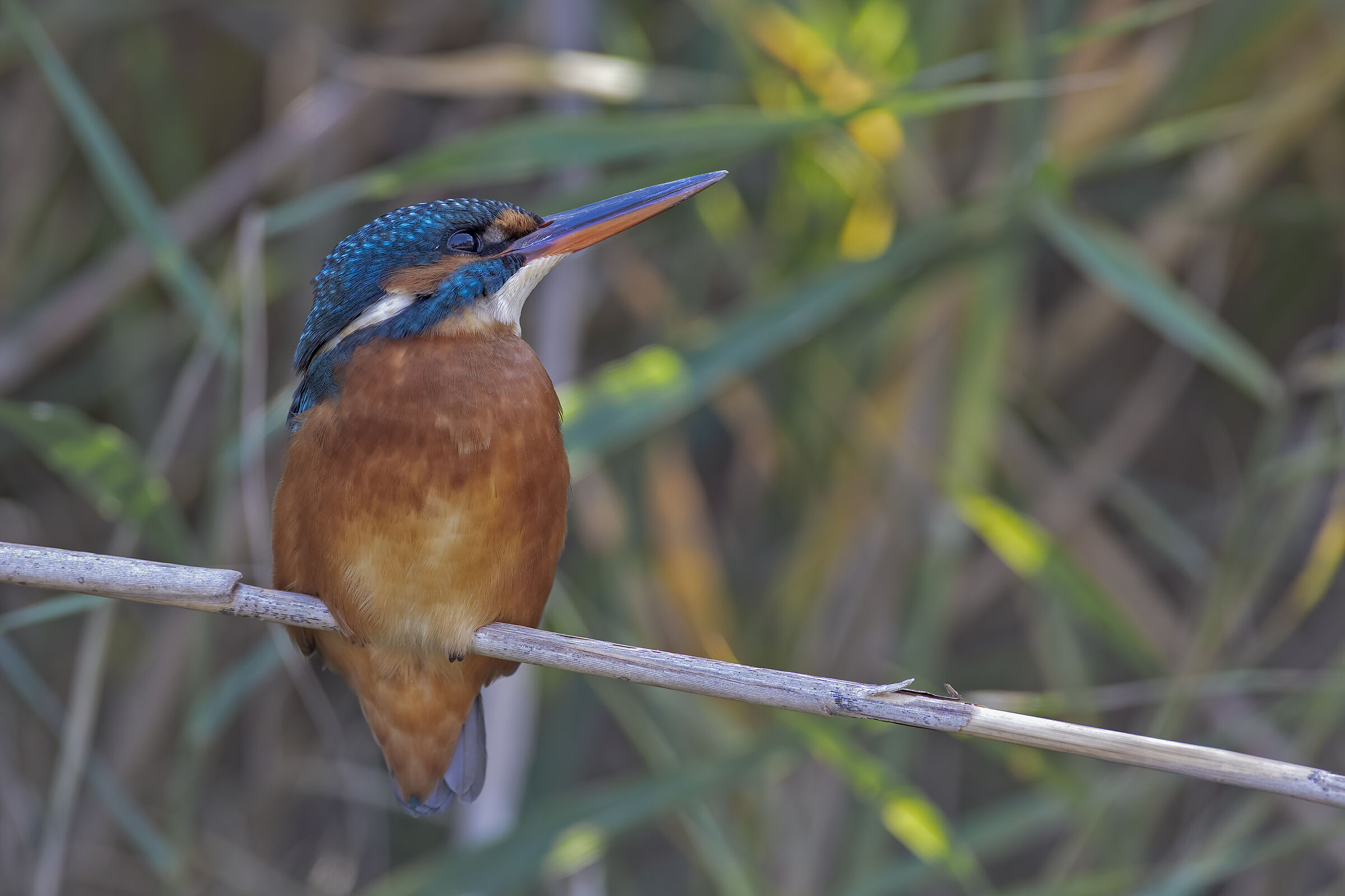 Kingfisher
