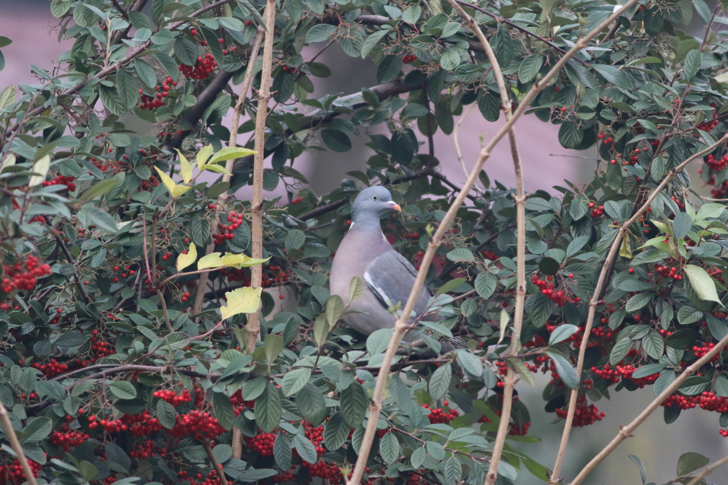 dove (Columba palumbus)
